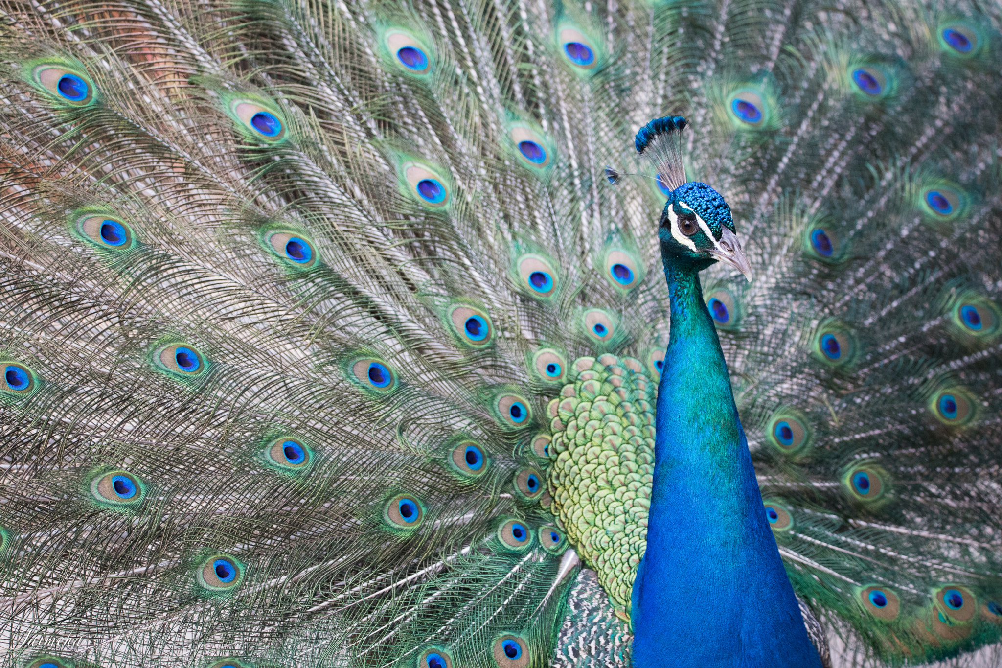 Canon EOS 5D Mark IV + 150-600mm F5-6.3 DG OS HSM | Contemporary 015 sample photo. Peacock / pavo real / pavo cristatus photography