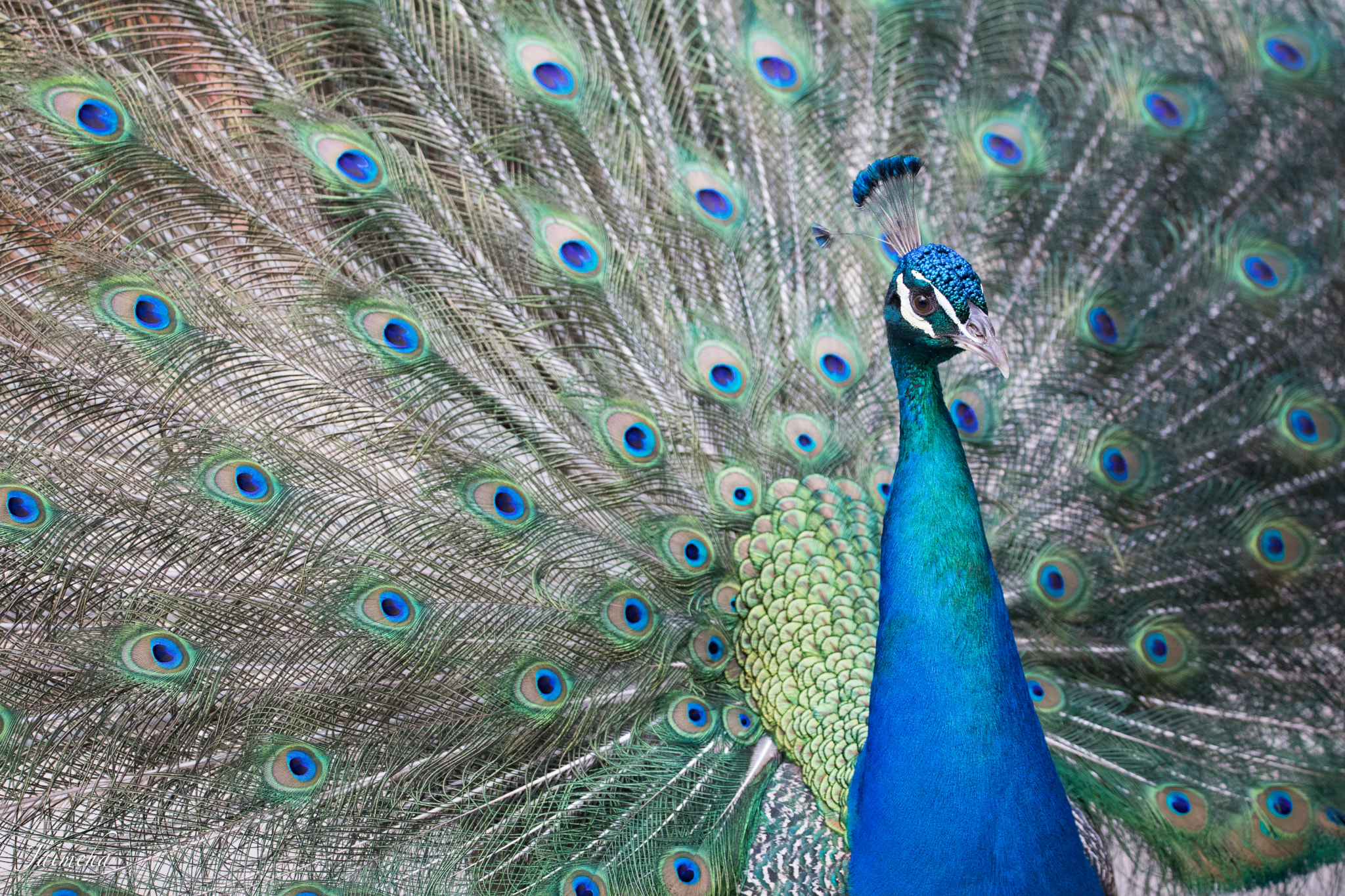 150-600mm F5-6.3 DG OS HSM | Contemporary 015 sample photo. Peacock / pavo real / pavo cristatus photography