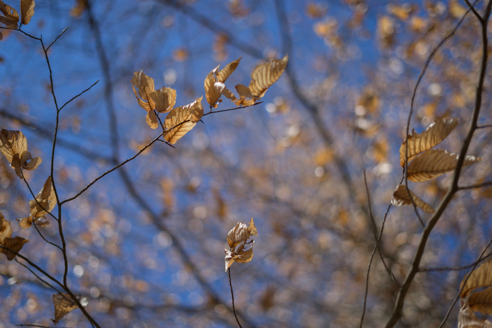 Sony a7R sample photo. Withering leaves photography