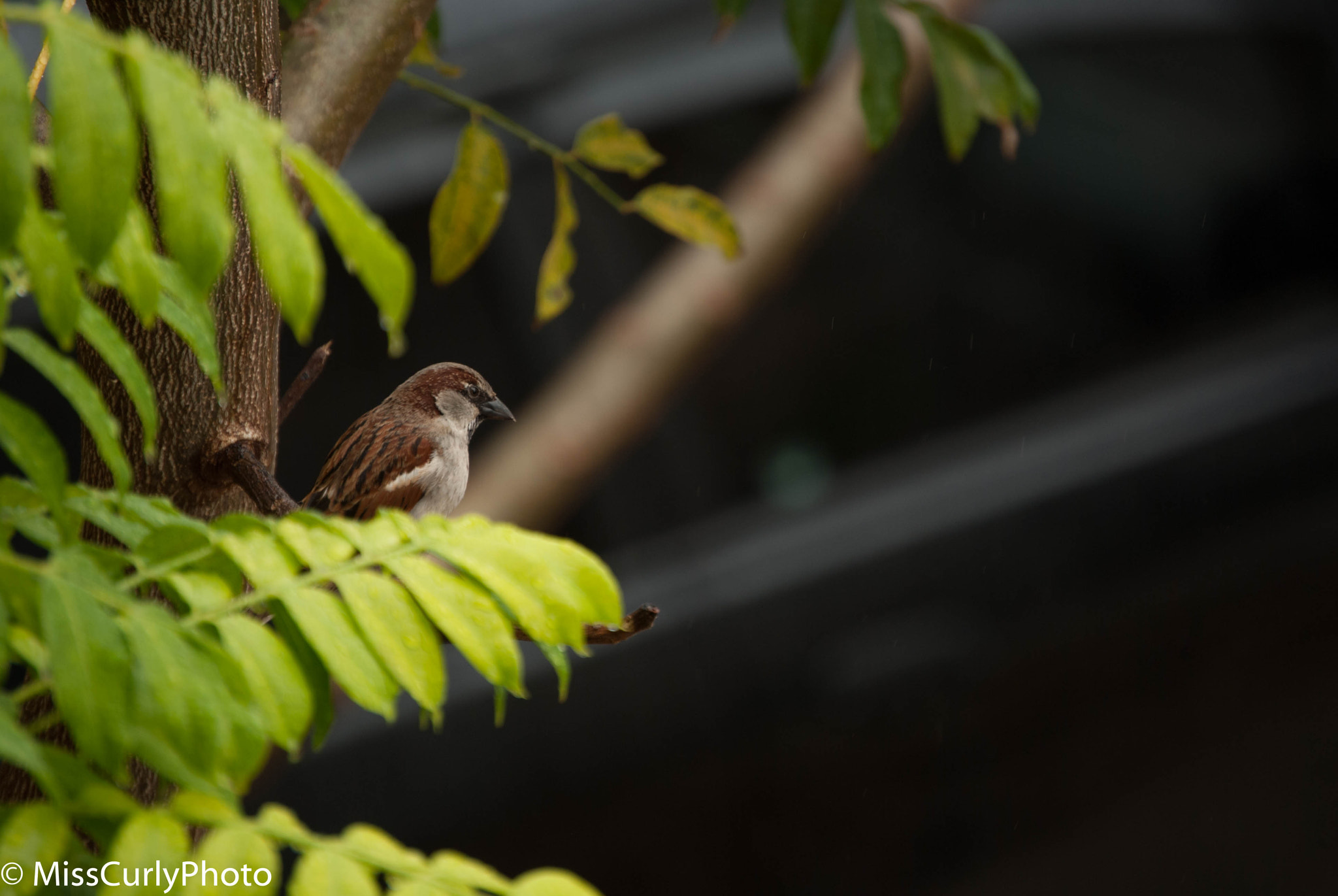Nikon D3000 sample photo. Bird photography