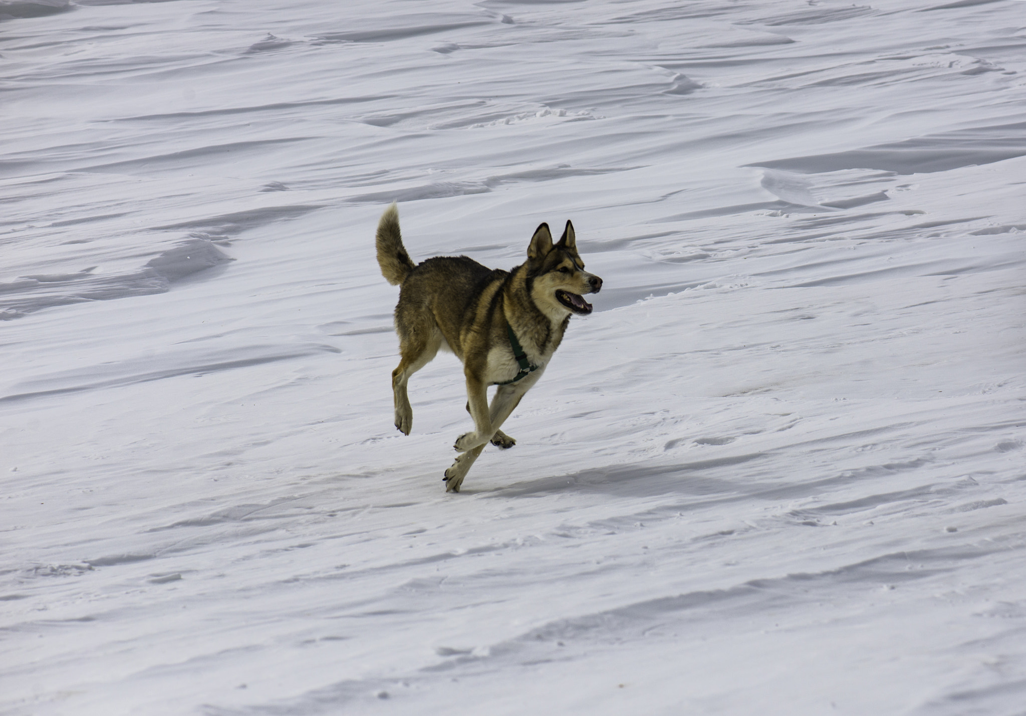 Nikon D600 sample photo. Odin running through the glacier photography