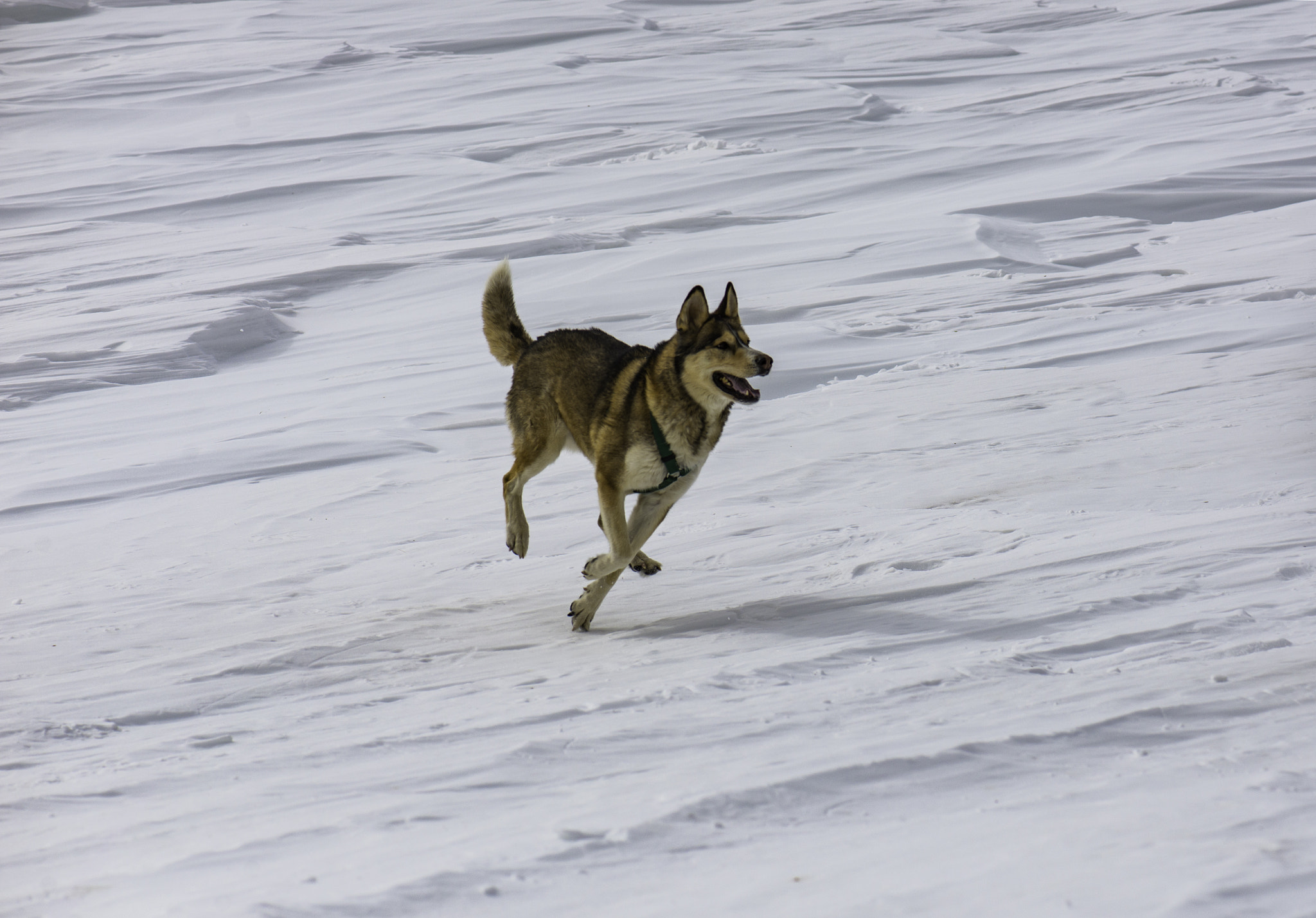 Nikon AF-S Micro-Nikkor 105mm F2.8G IF-ED VR sample photo. Odin running through the glacier photography