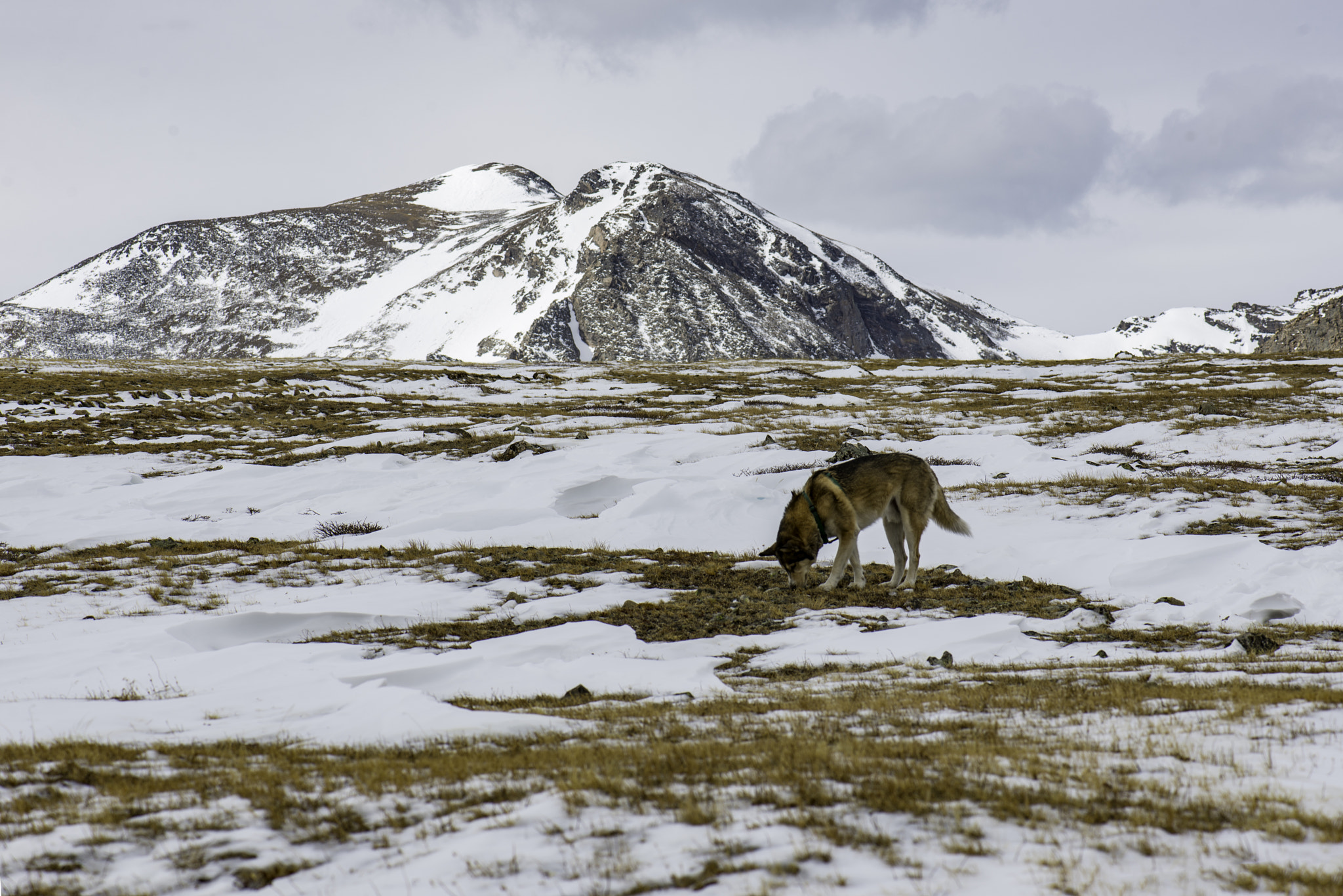 Nikon D600 sample photo. Odin sniffing around the glacier photography