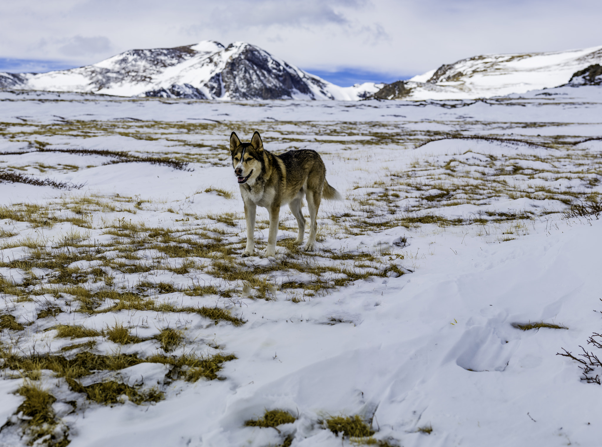 Nikon AF-S Micro-Nikkor 105mm F2.8G IF-ED VR sample photo. Odin stopping for a picture photography