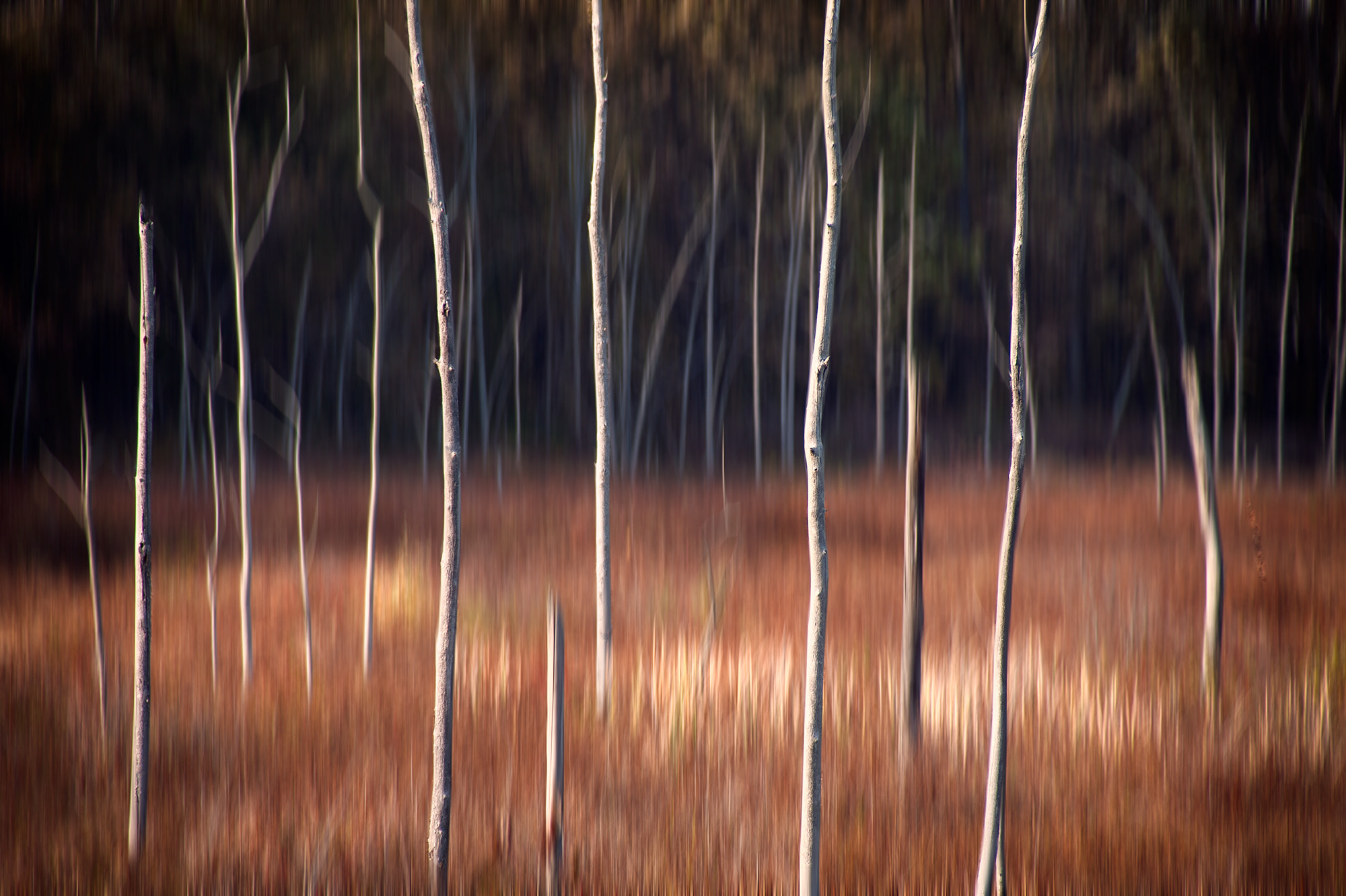 Nikon D700 sample photo. Trees photography
