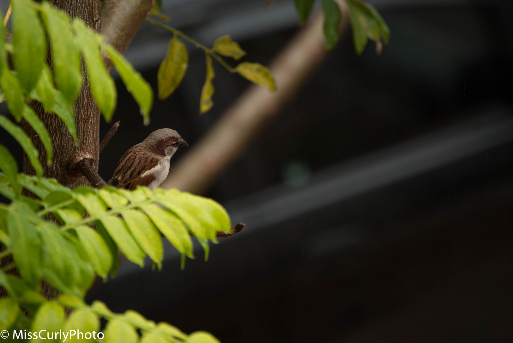 Nikon D3000 sample photo. Bird photography