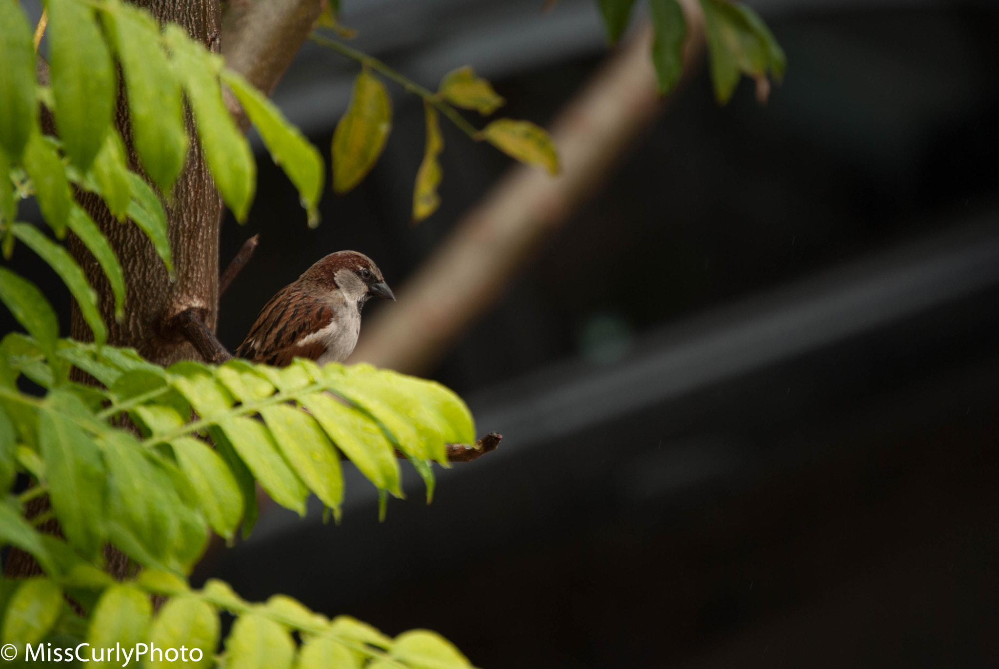 Nikon D3000 sample photo. Bird photography