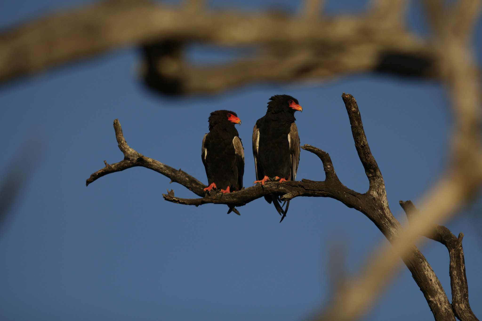 Canon EOS 650D (EOS Rebel T4i / EOS Kiss X6i) + Canon EF 200mm F2.8L II USM sample photo. Bateleur 1 photography