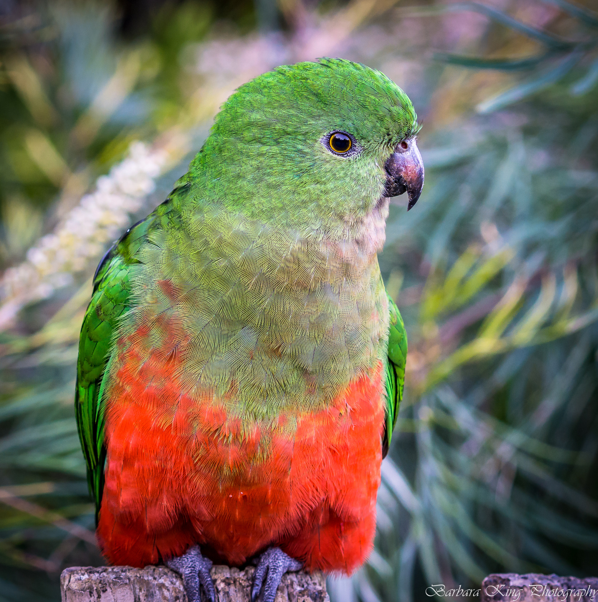 Sony a6000 + Sony FE 70-200mm F4 G OSS sample photo. Oreillys photography