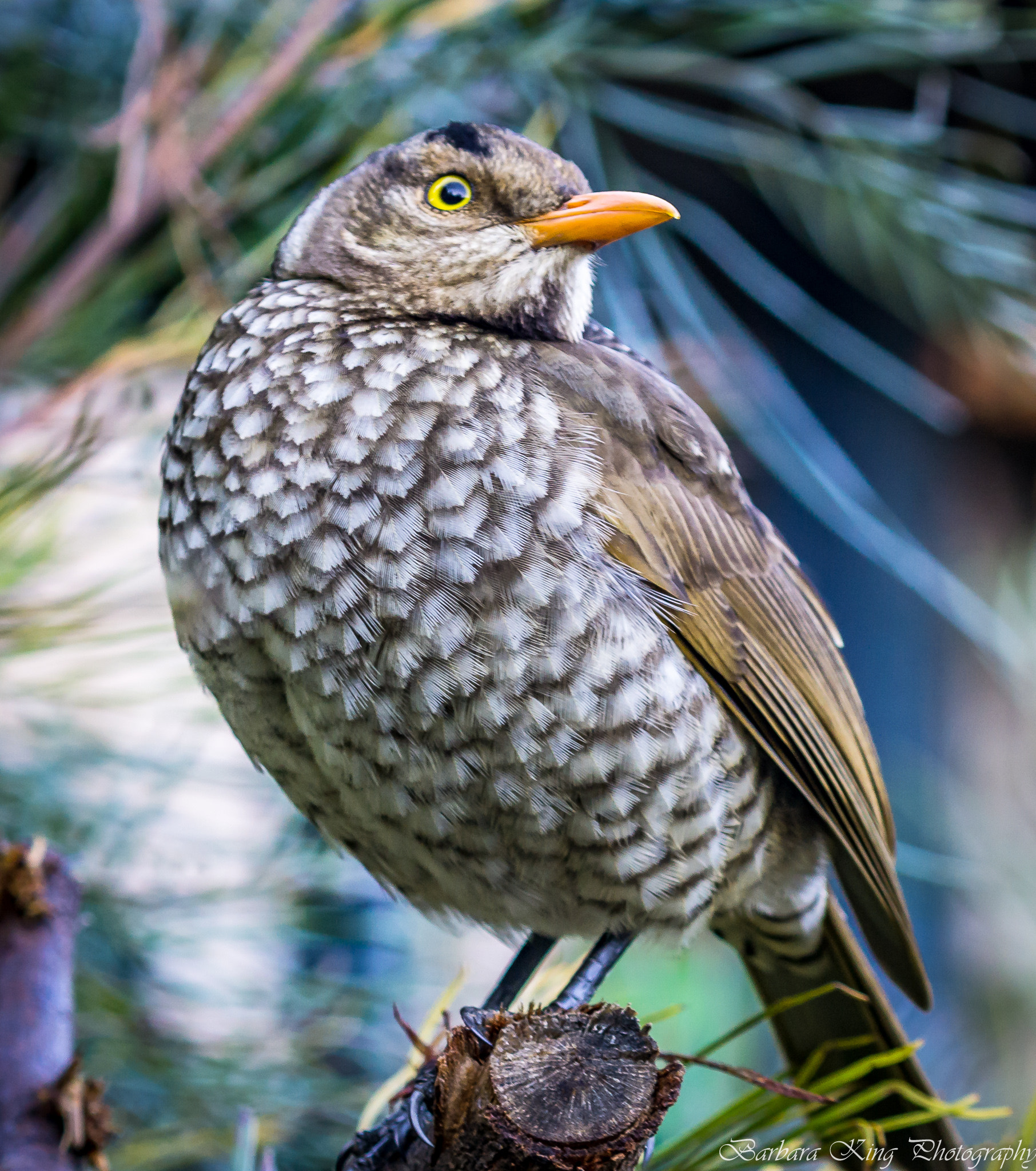 Sony a6000 + Sony FE 70-200mm F4 G OSS sample photo. Oreillys photography