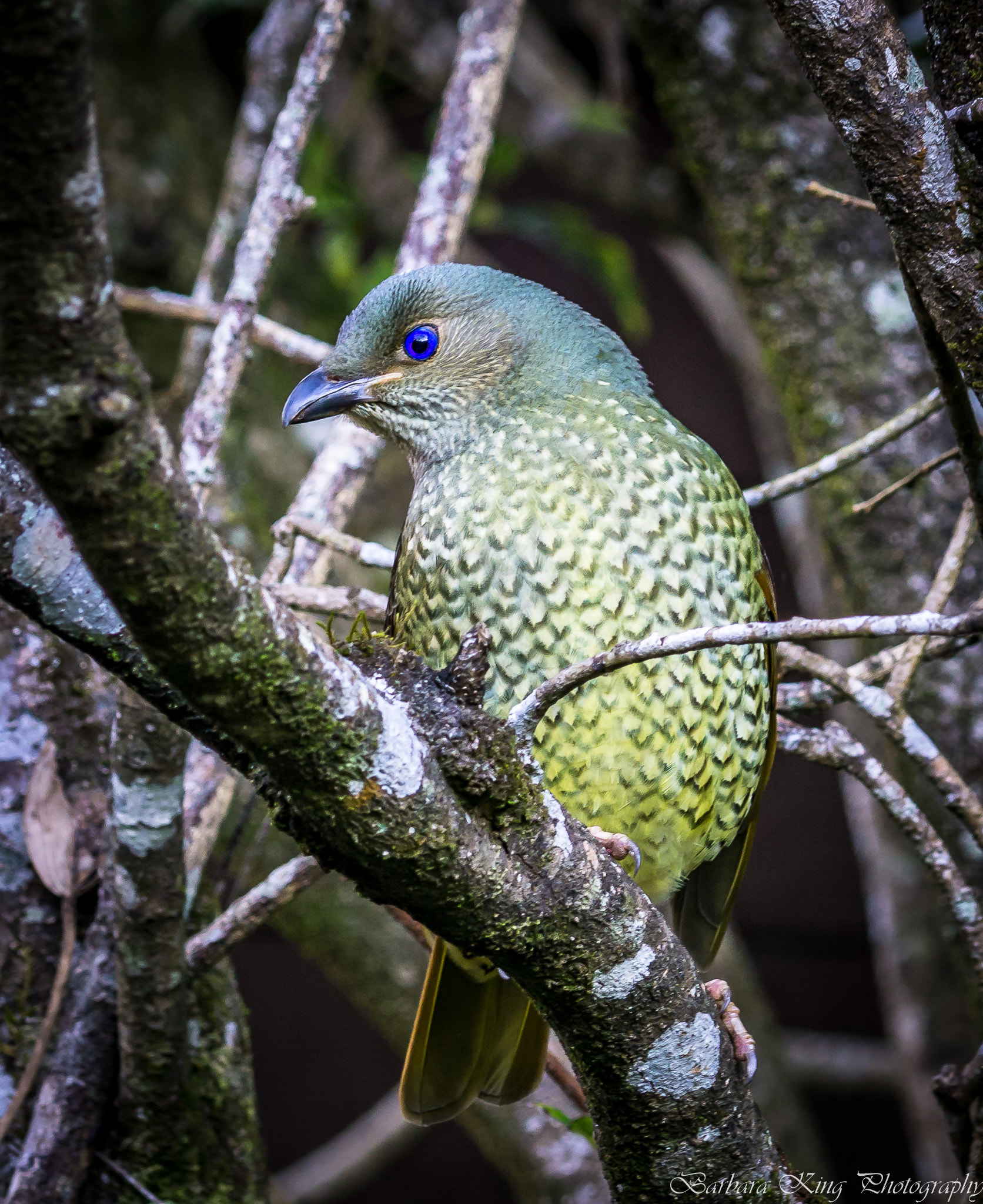Sony a6000 + Sony FE 70-200mm F4 G OSS sample photo. Oreillys photography