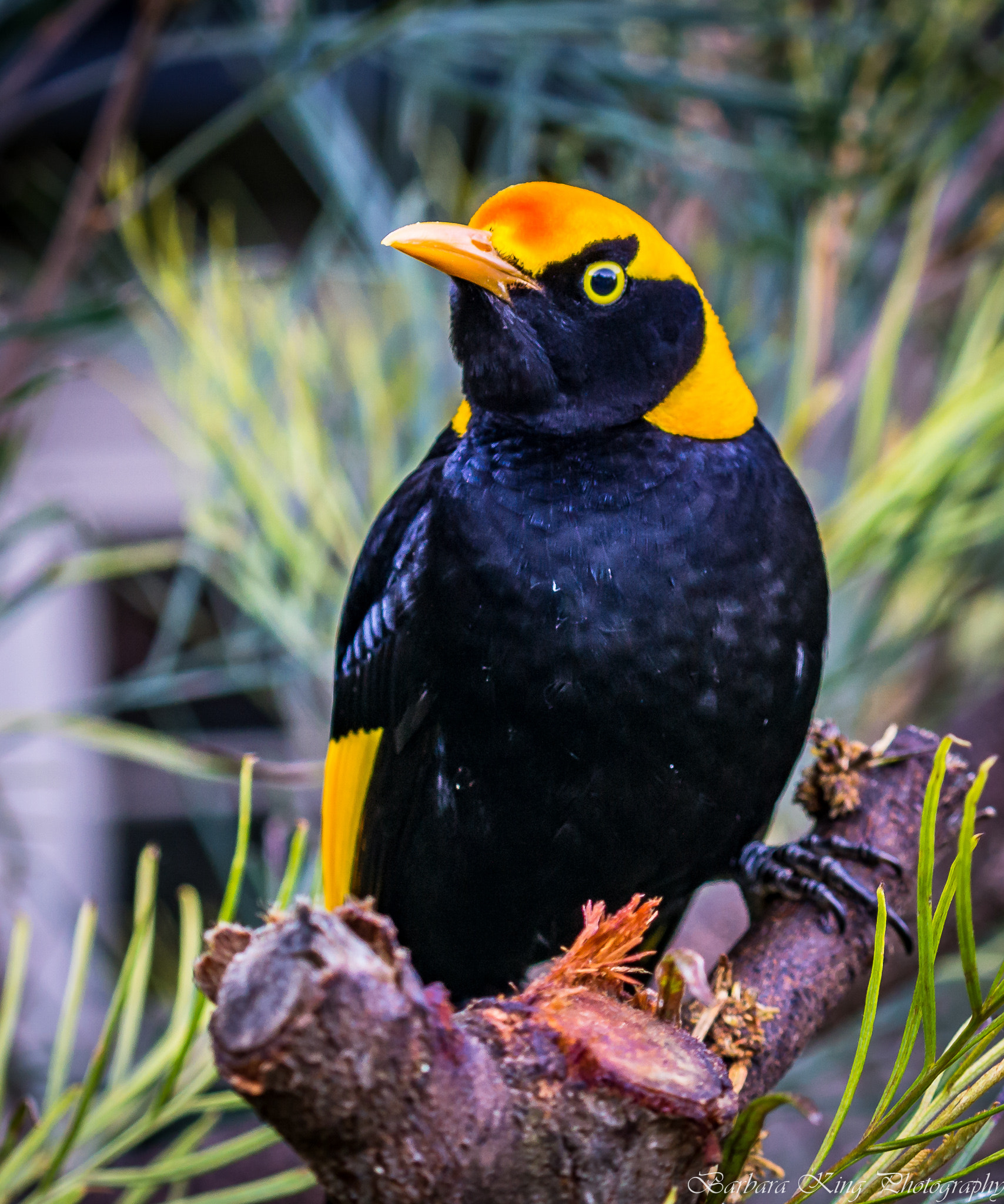 Sony a6000 + Sony FE 70-200mm F4 G OSS sample photo. Oreillys photography