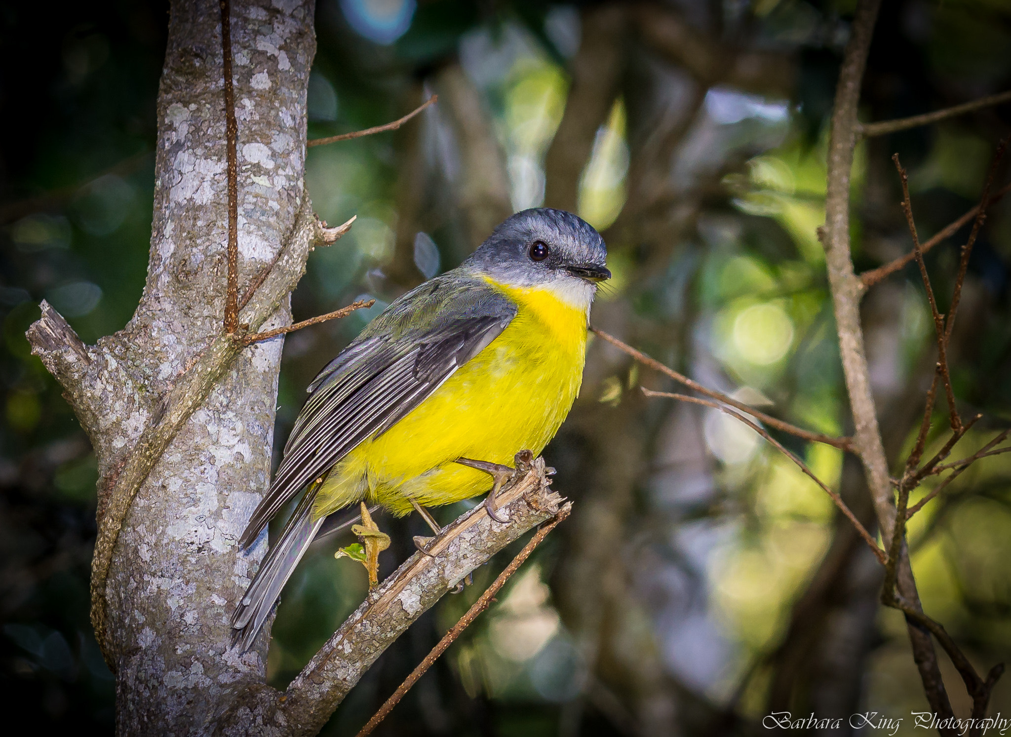Sony a6000 + Sony FE 70-200mm F4 G OSS sample photo. Oreillys photography
