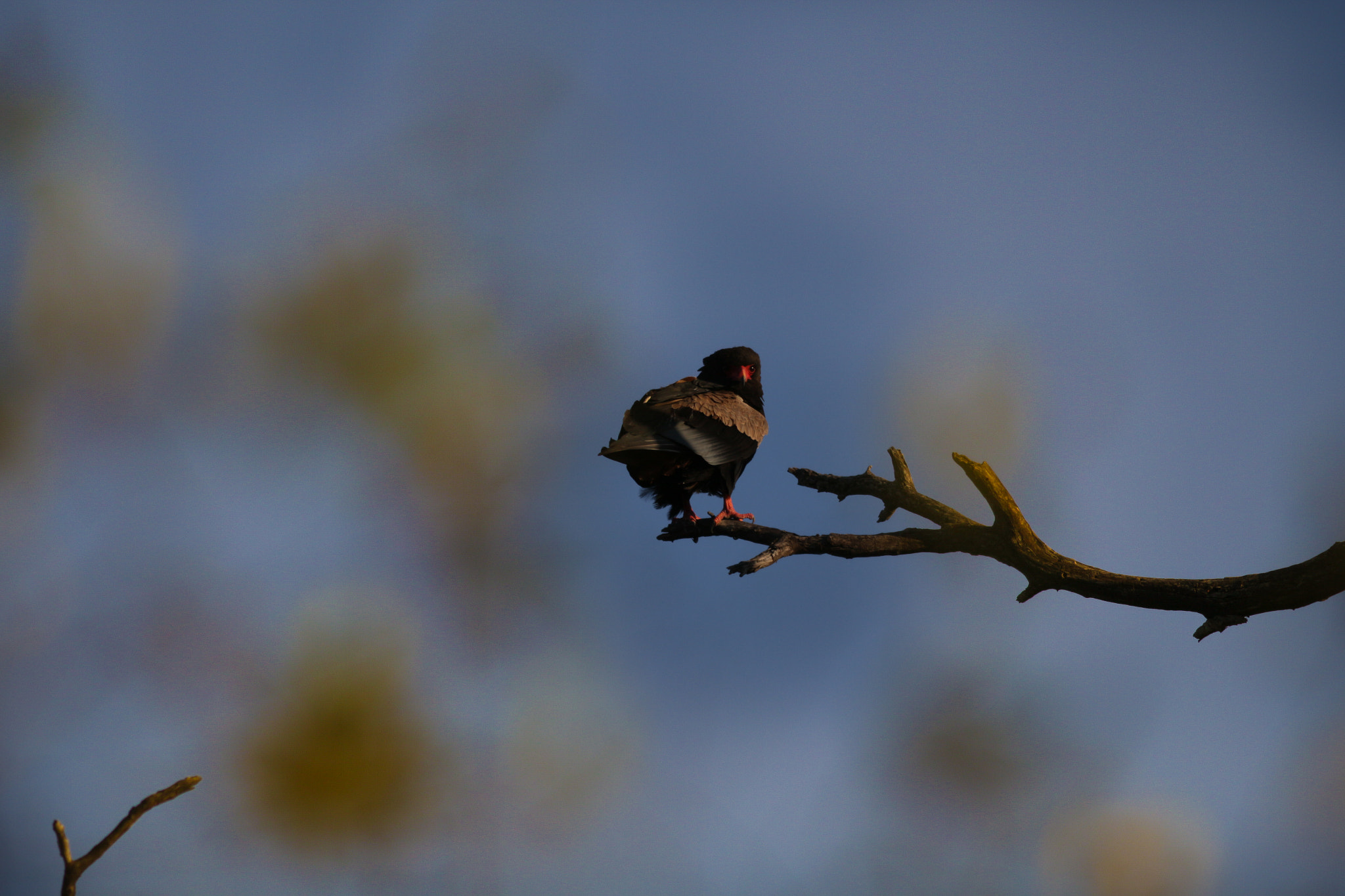 Canon EOS 650D (EOS Rebel T4i / EOS Kiss X6i) + Canon EF 200mm F2.8L II USM sample photo. Bateleur 2 photography