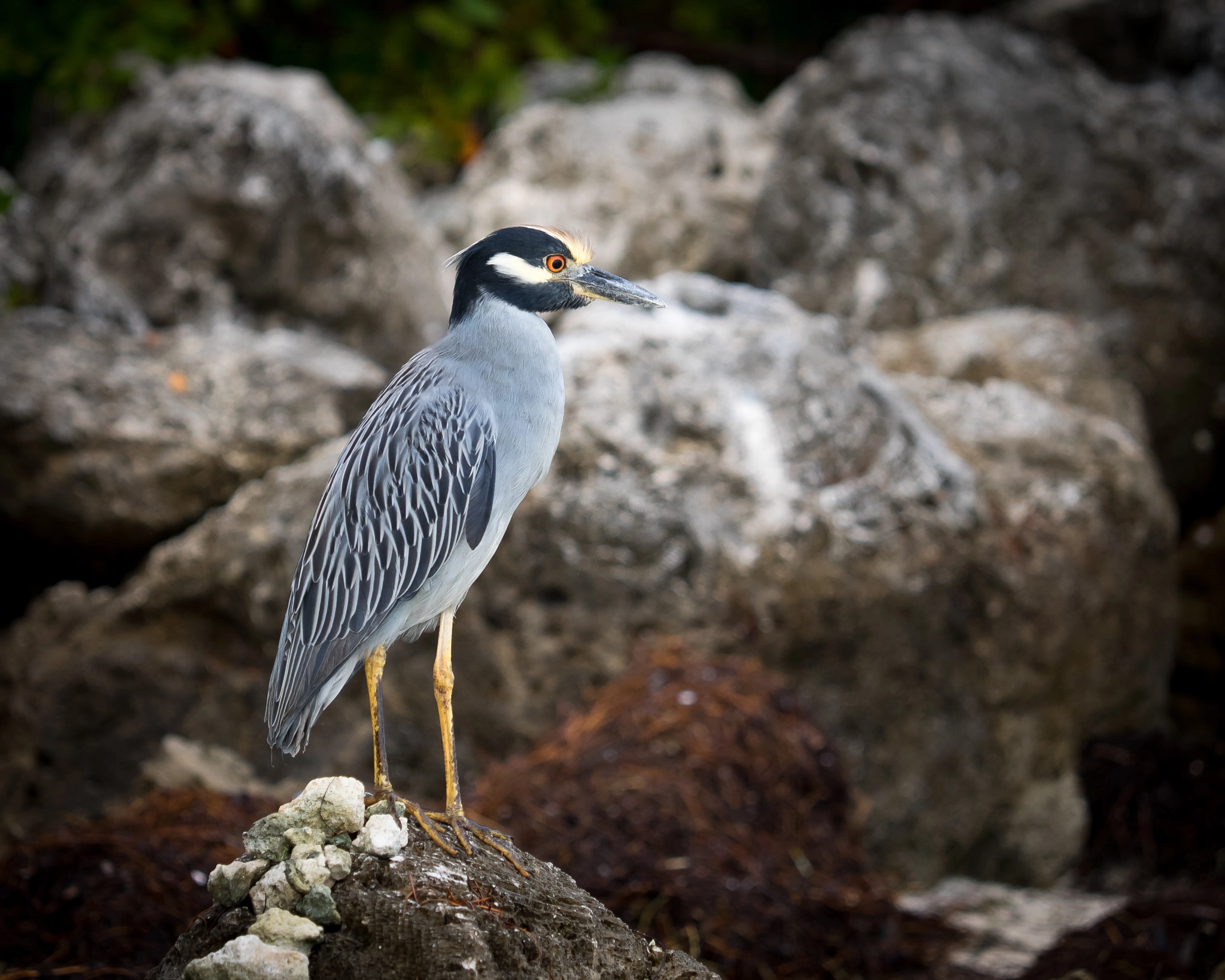 Olympus OM-D E-M1 sample photo. Yellow-crowned night heron (nyctanassa violacea) photography