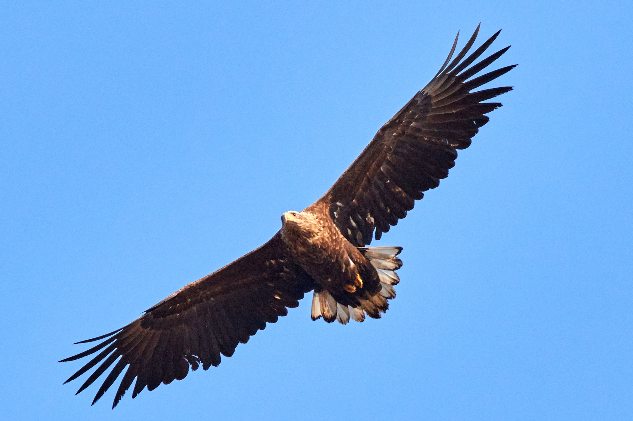 Canon EOS 7D Mark II + Canon EF 400mm F5.6L USM sample photo. Eagle searching photography