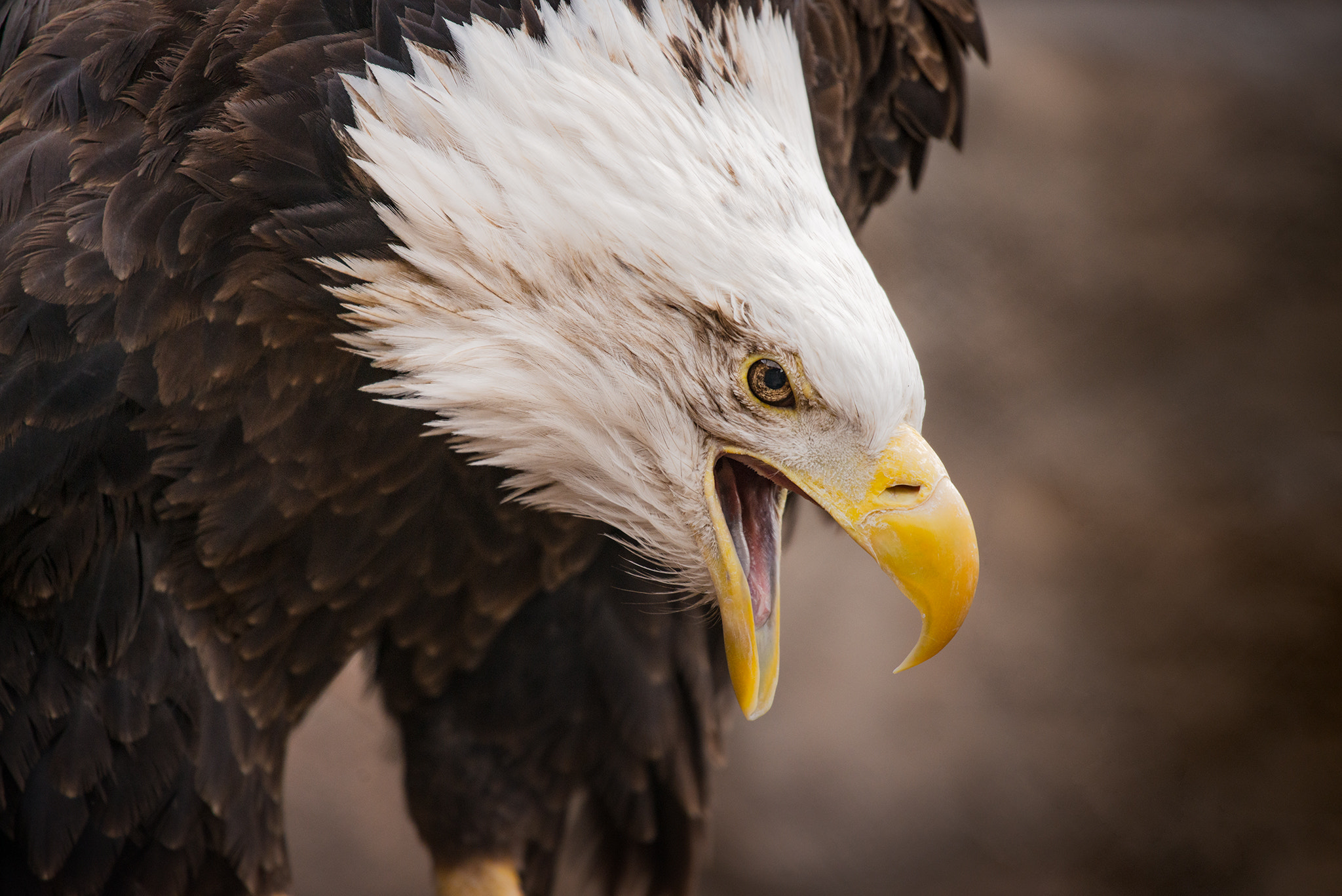Nikon AF-S Nikkor 200-500mm F5.6E ED VR sample photo. Screeching eagle photography
