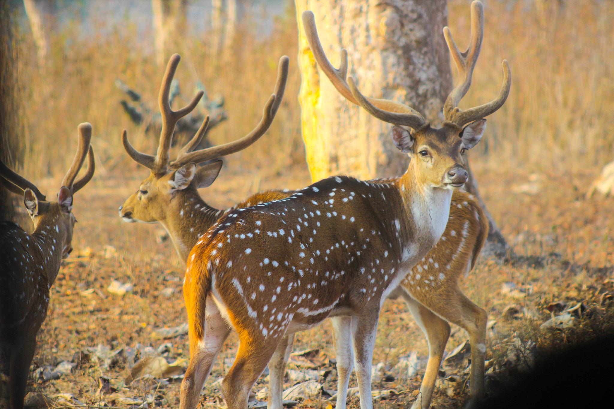 Canon EF 75-300mm f/4-5.6 USM sample photo. Gazelle photography