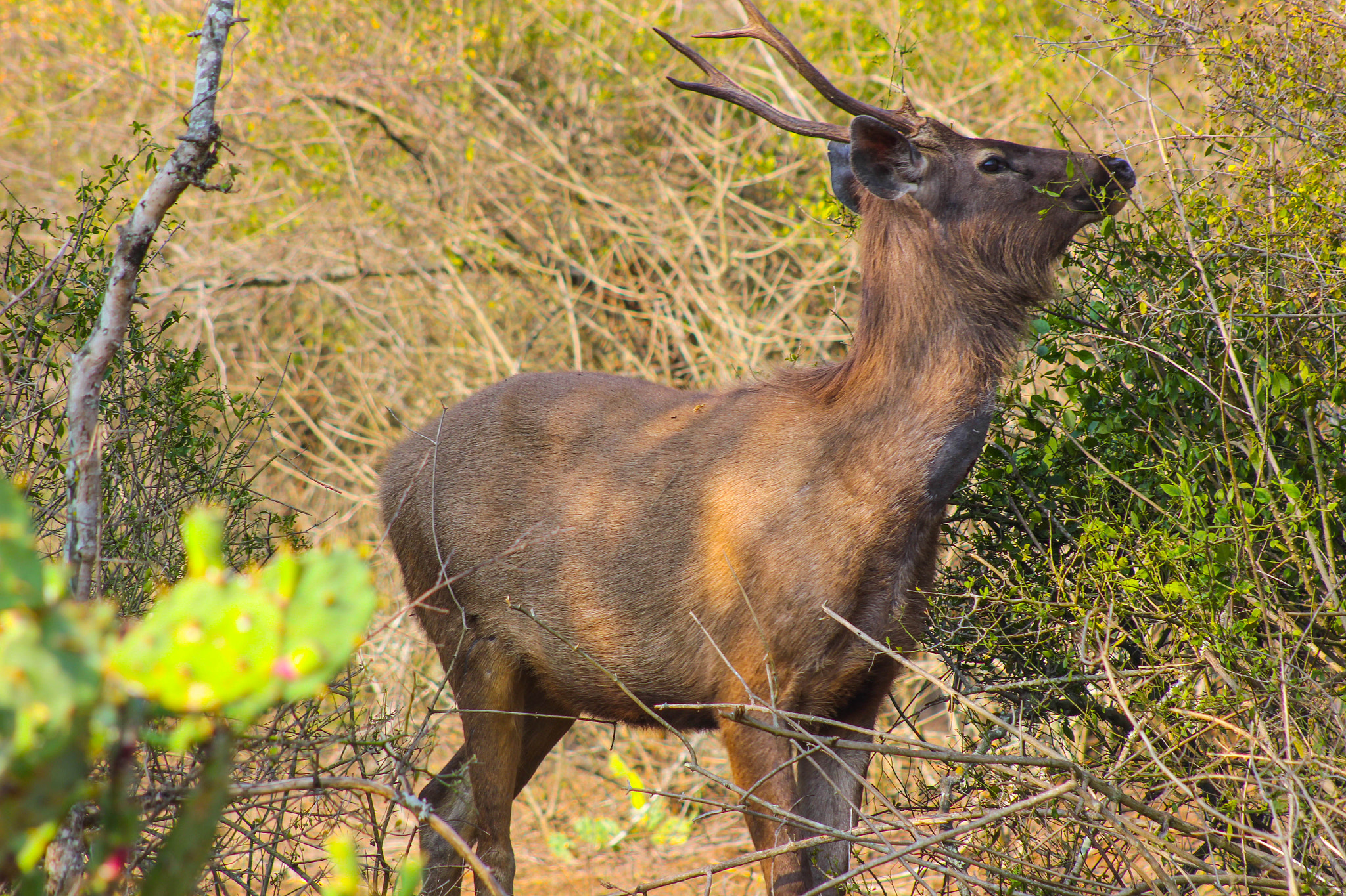 Canon EF 75-300mm f/4-5.6 USM sample photo. Samba photography