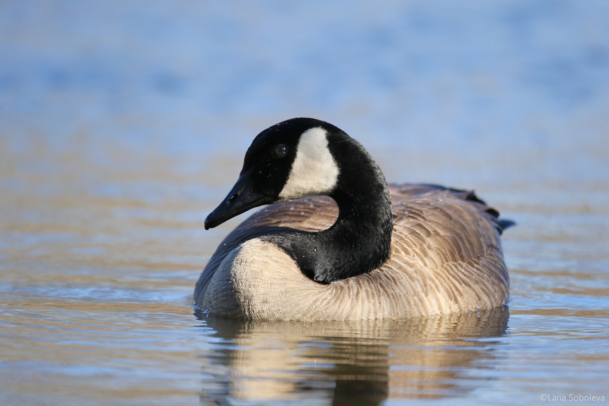 150-600mm F5-6.3 DG OS HSM | Contemporary 015 sample photo. Canada goose photography