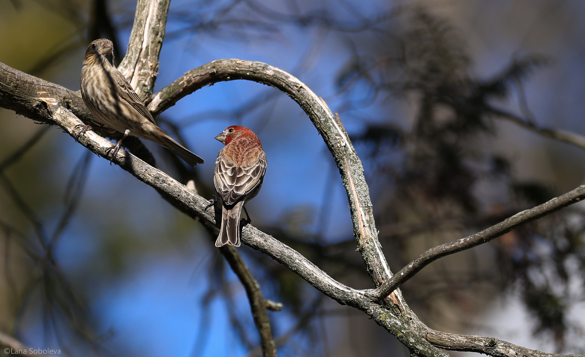 Canon EOS-1D X + 150-600mm F5-6.3 DG OS HSM | Contemporary 015 sample photo. Finches photography
