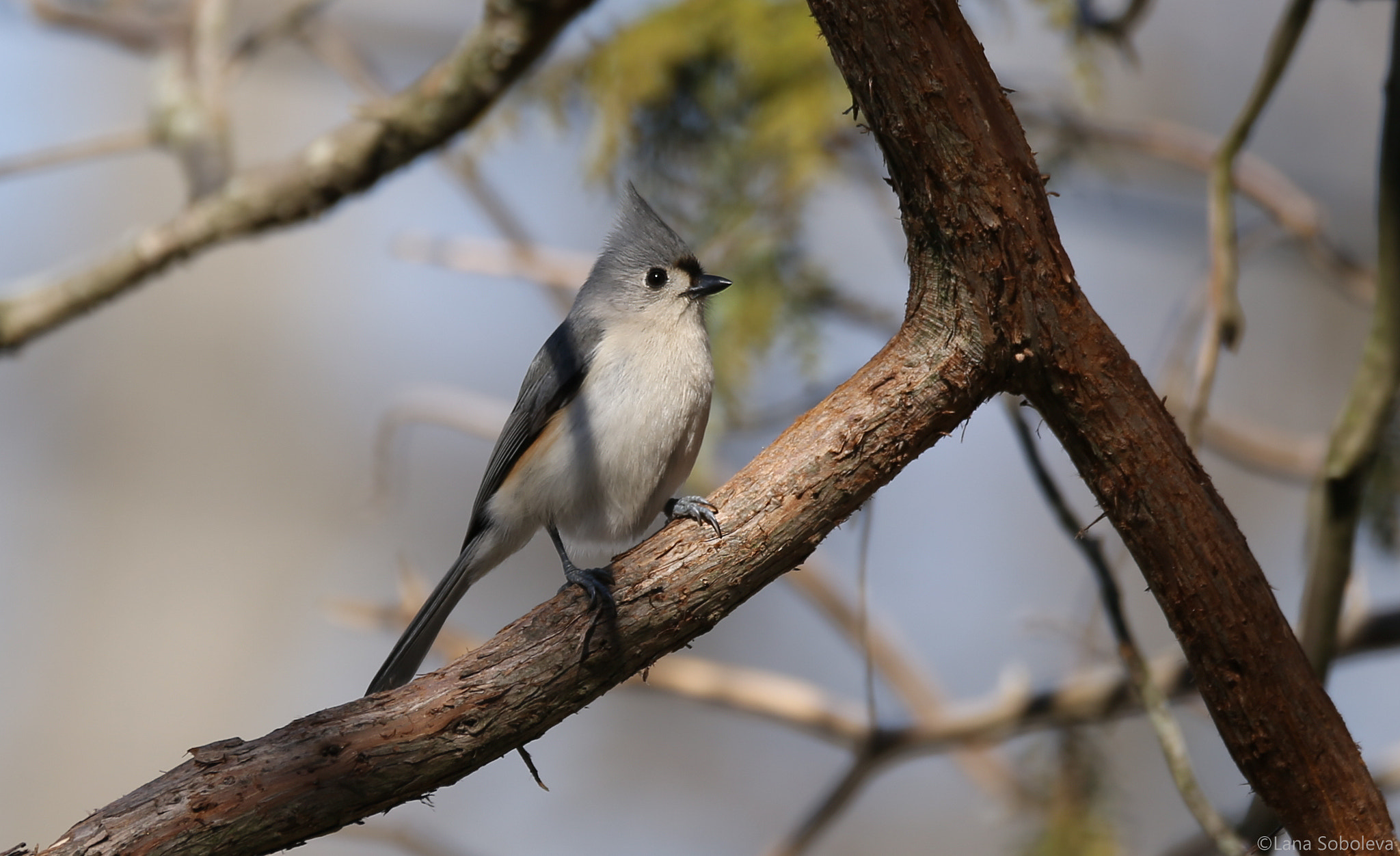 150-600mm F5-6.3 DG OS HSM | Contemporary 015 sample photo. Tufted titmouse photography