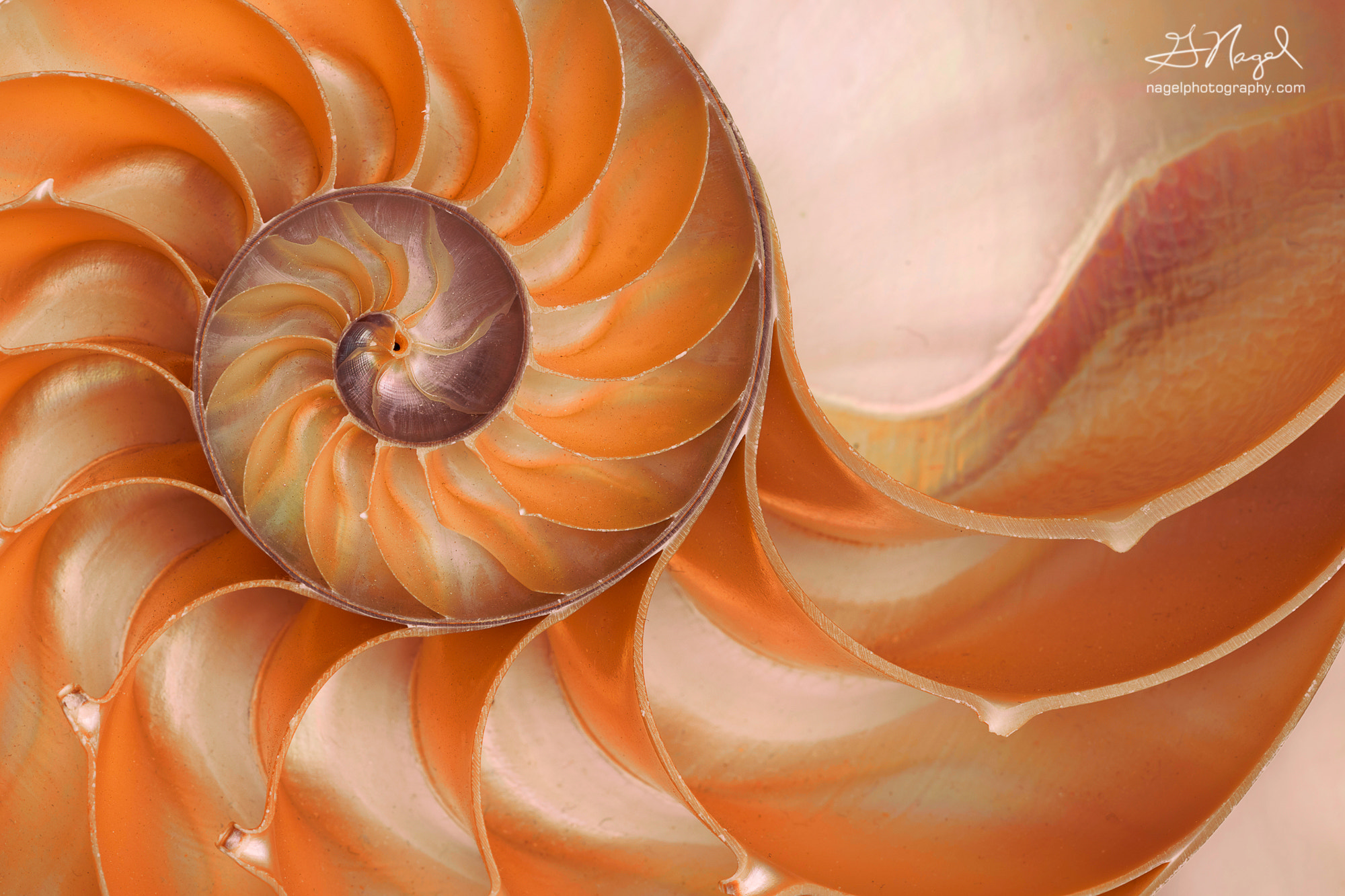 Nikon AF Micro-Nikkor 200mm F4D ED-IF sample photo. Circular sea shell photography