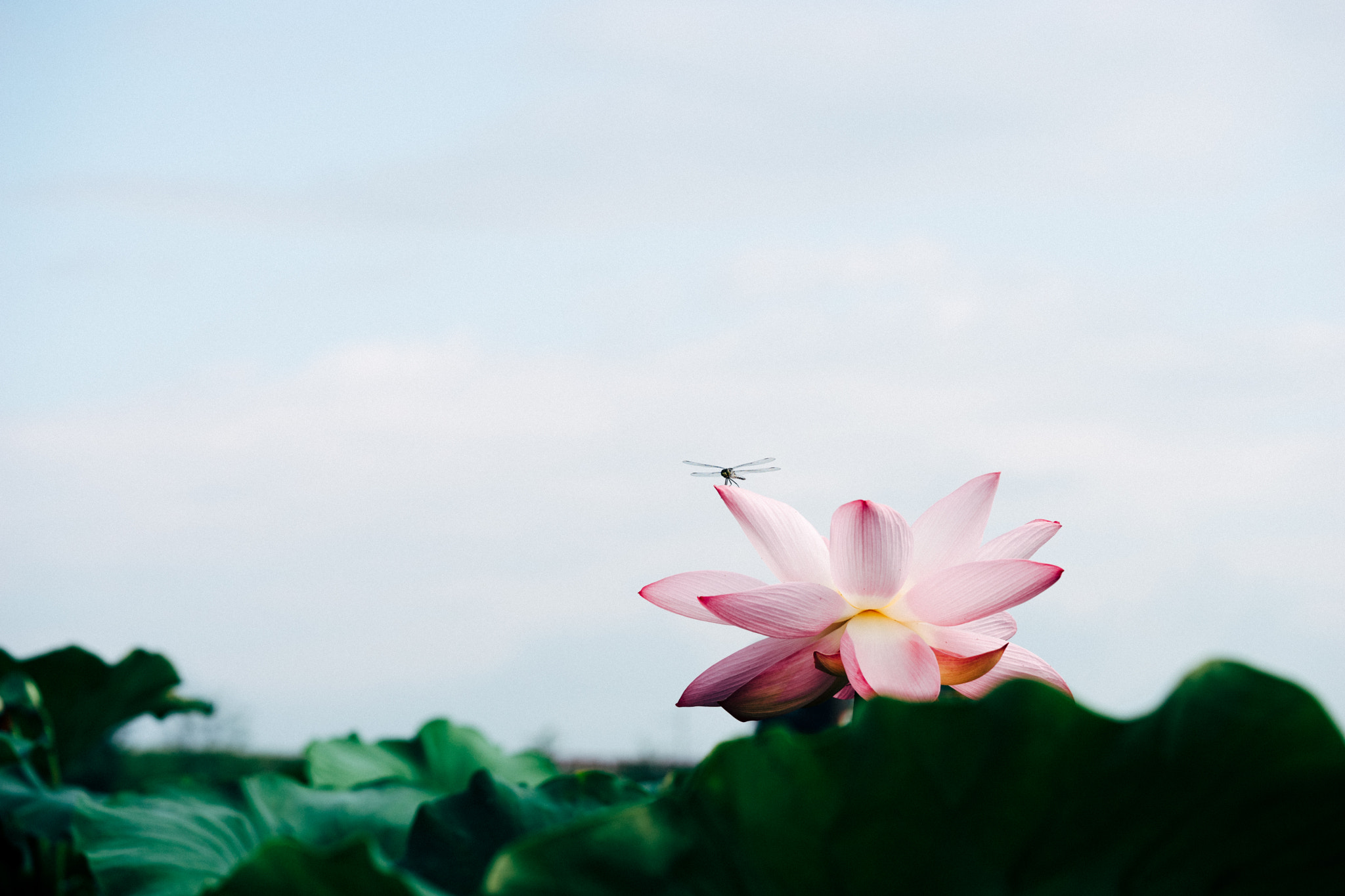 Sony a7 + Sony FE 90mm F2.8 Macro G OSS sample photo. 연꽃 photography