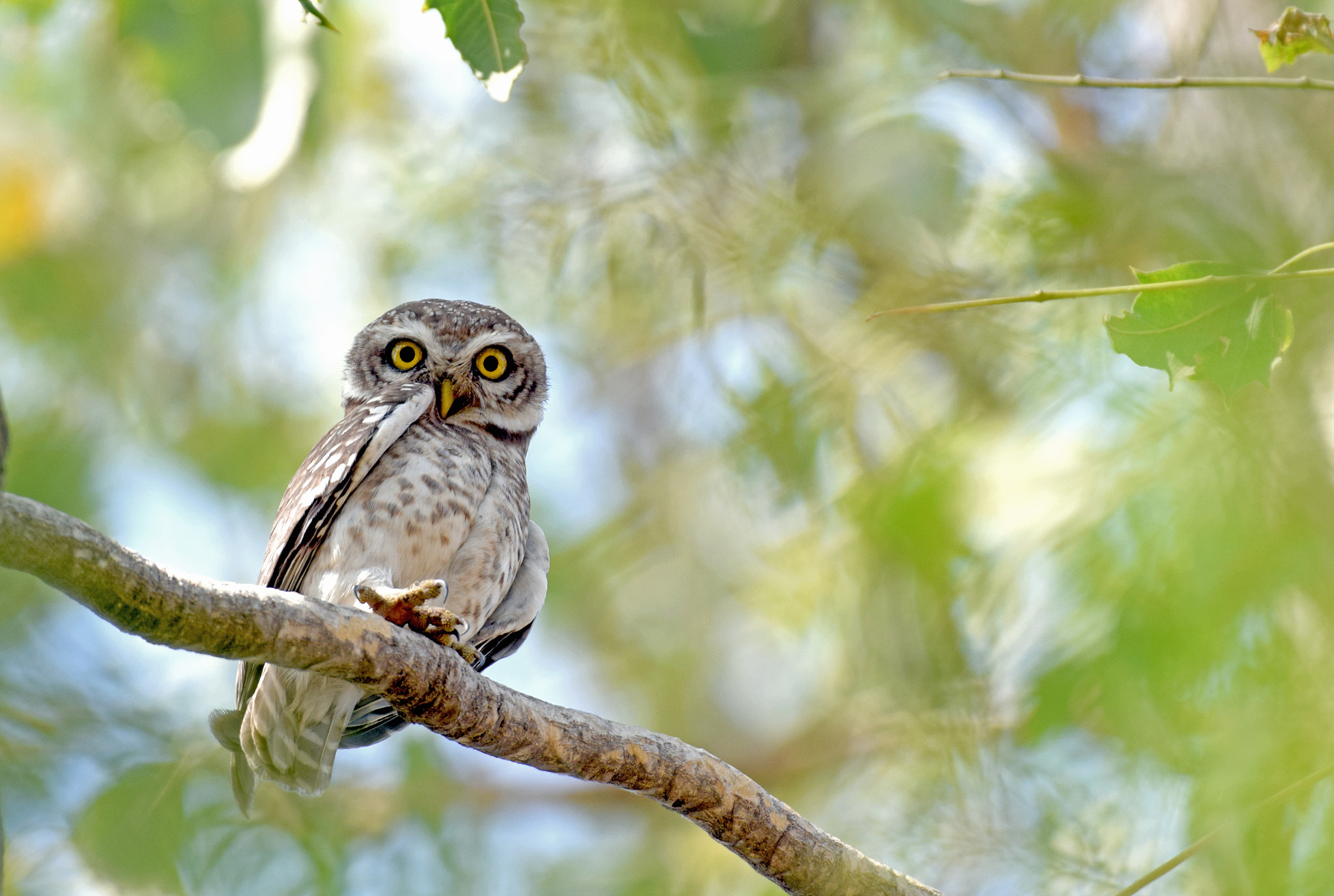 FSA-L2, EDG 65, 800mm F13 G sample photo. Spotted owlet photography
