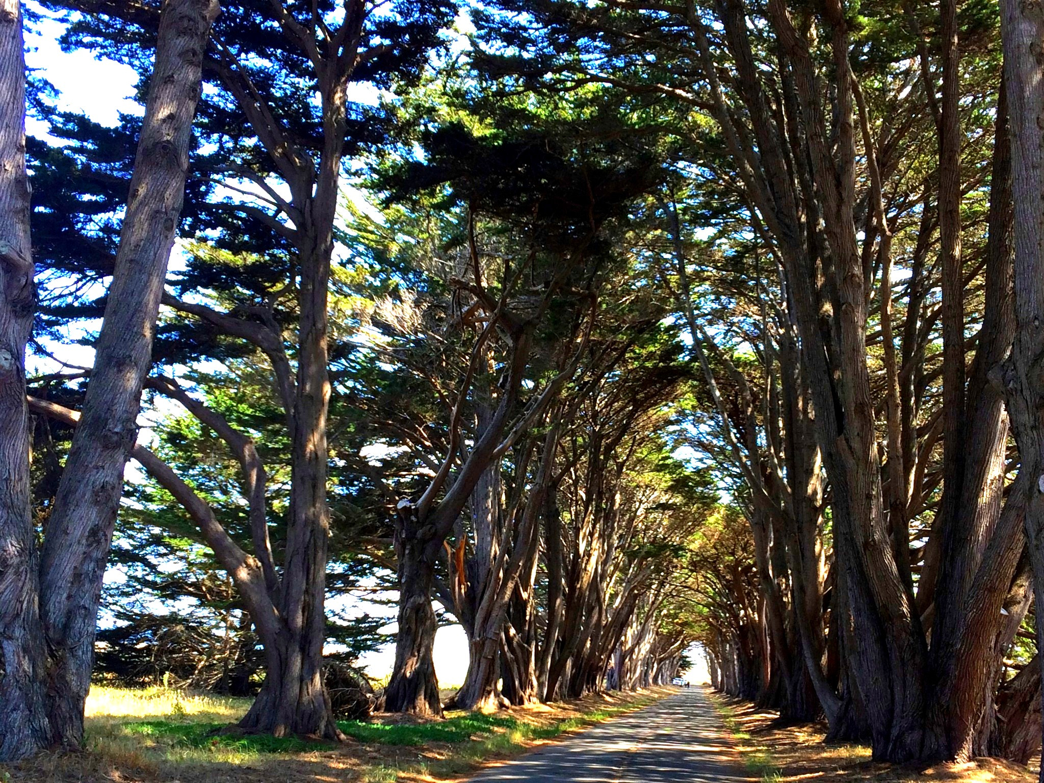 Jag.gr 645 PRO Mk III for Apple iPhone 5s sample photo. Cypress tree tunnel photography