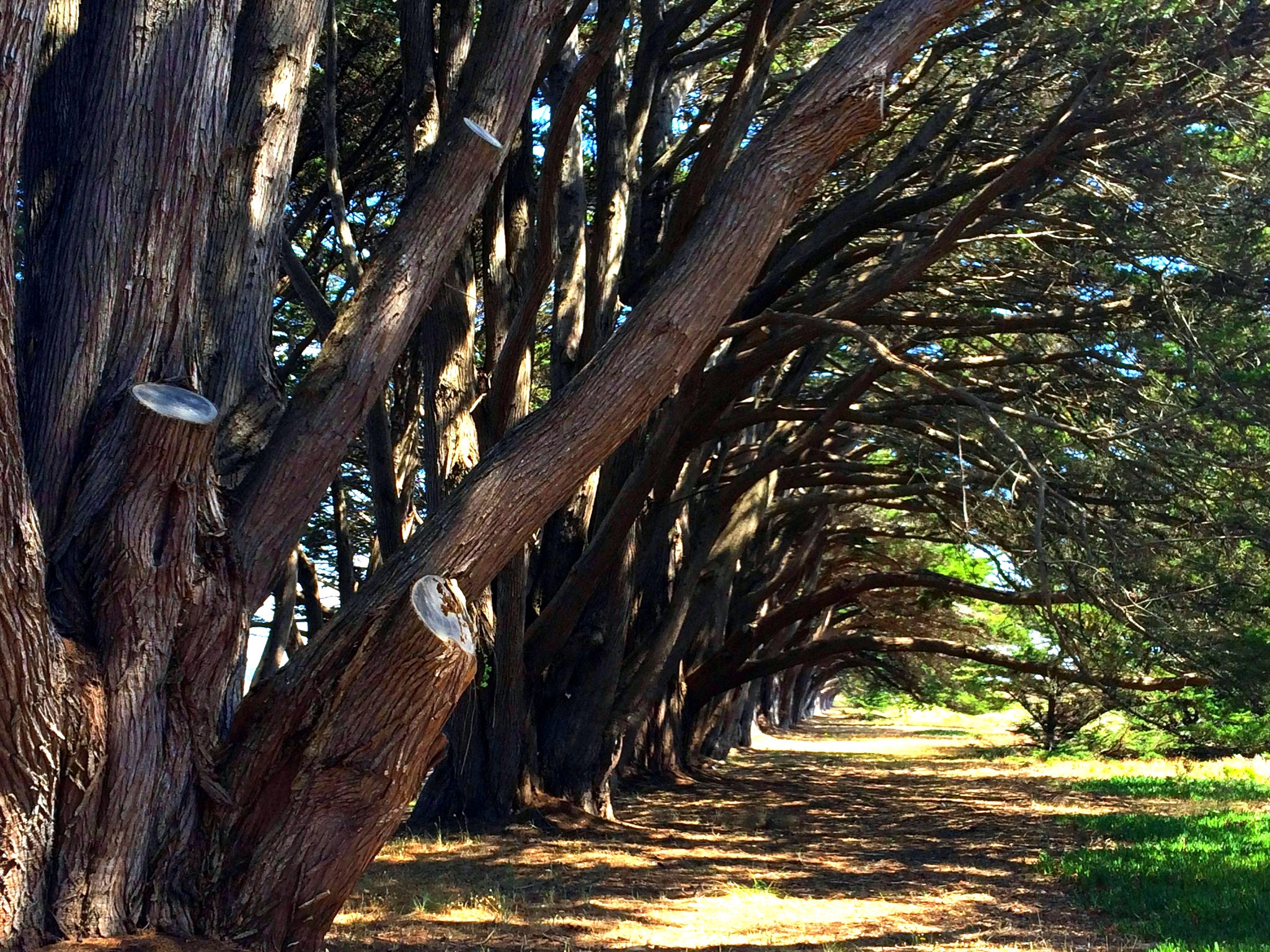 Jag.gr 645 PRO Mk III for Apple iPhone 5s sample photo. Cypress tree tunnel photography