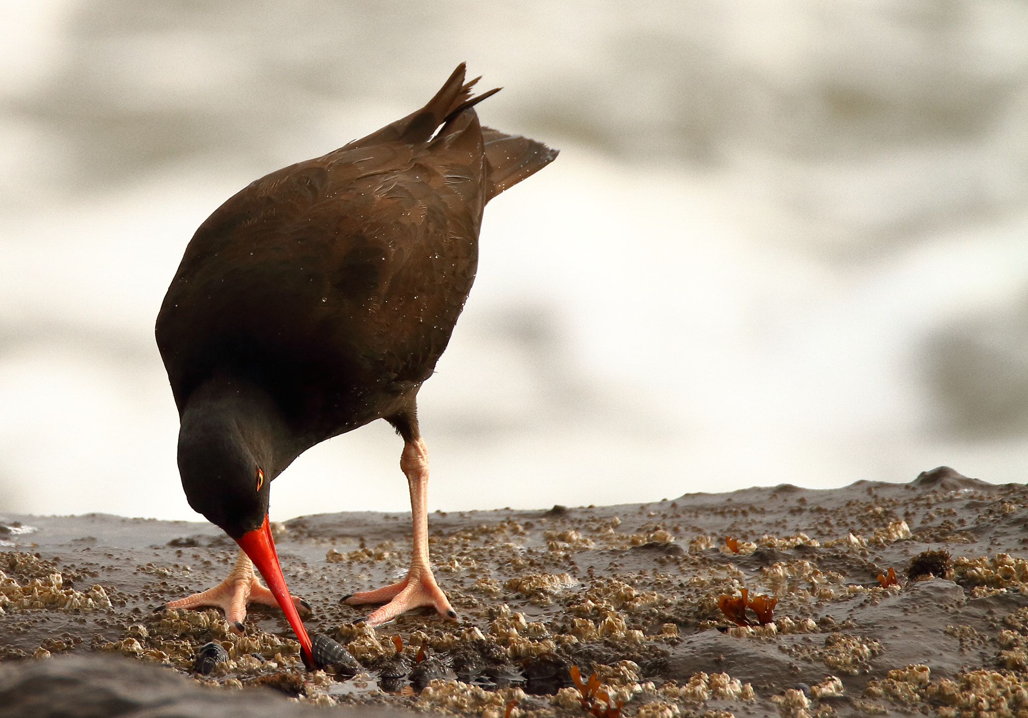 Tamron SP 150-600mm F5-6.3 Di VC USD sample photo. Black oystercatcher photography