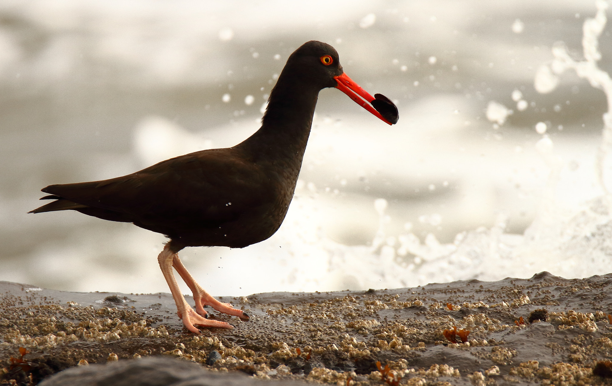 Tamron SP 150-600mm F5-6.3 Di VC USD sample photo. Black oystercatcher photography
