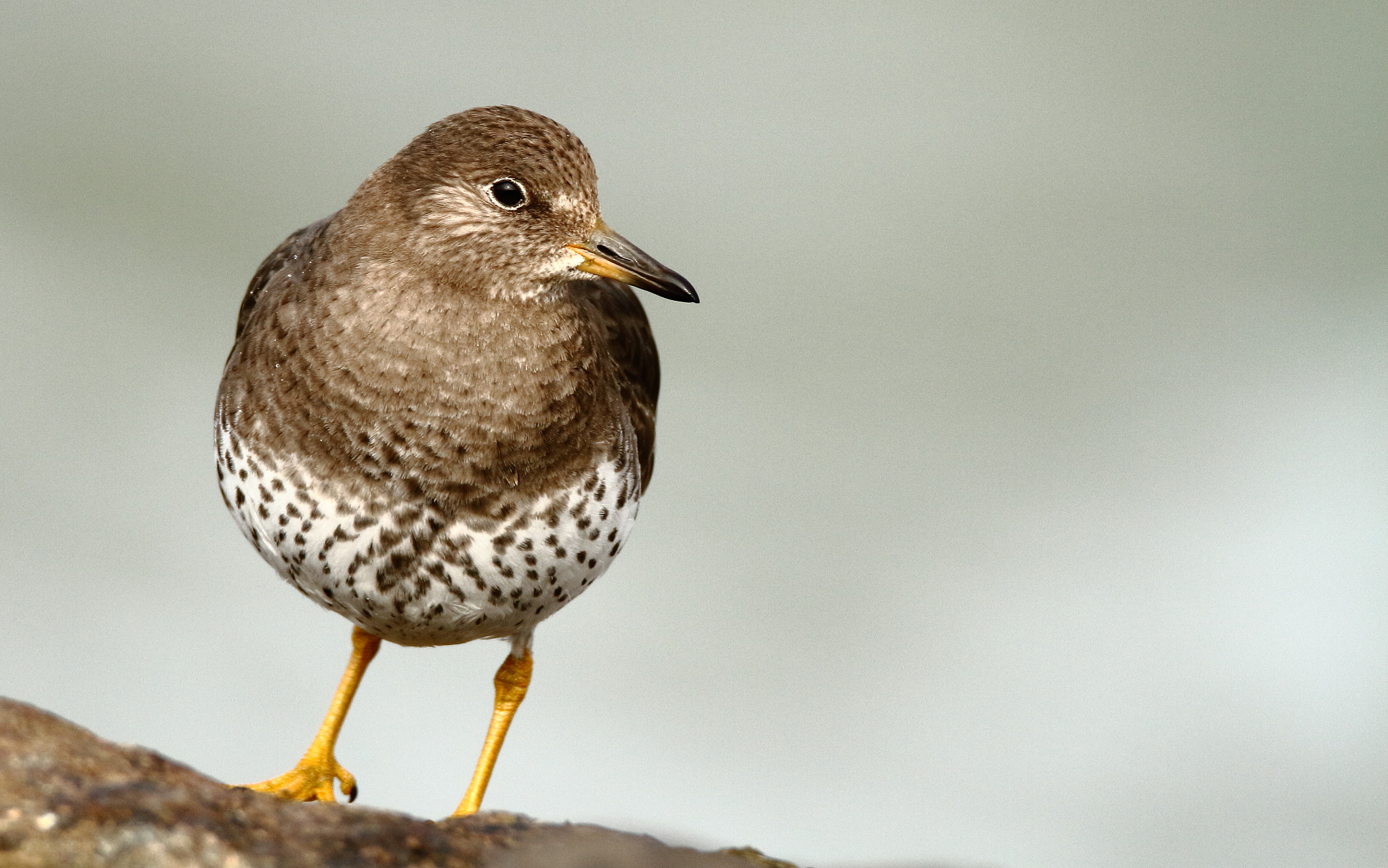 Tamron SP 150-600mm F5-6.3 Di VC USD sample photo. Surfbird photography