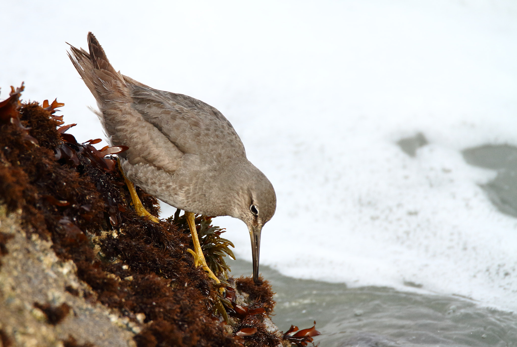 Tamron SP 150-600mm F5-6.3 Di VC USD sample photo. Wandering tattler photography