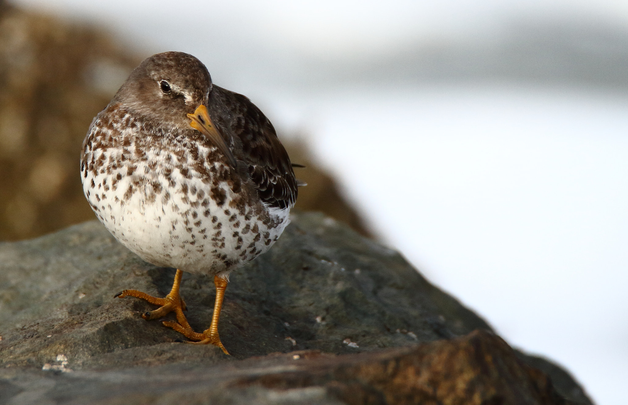 Tamron SP 150-600mm F5-6.3 Di VC USD sample photo. Rock sandpiper photography