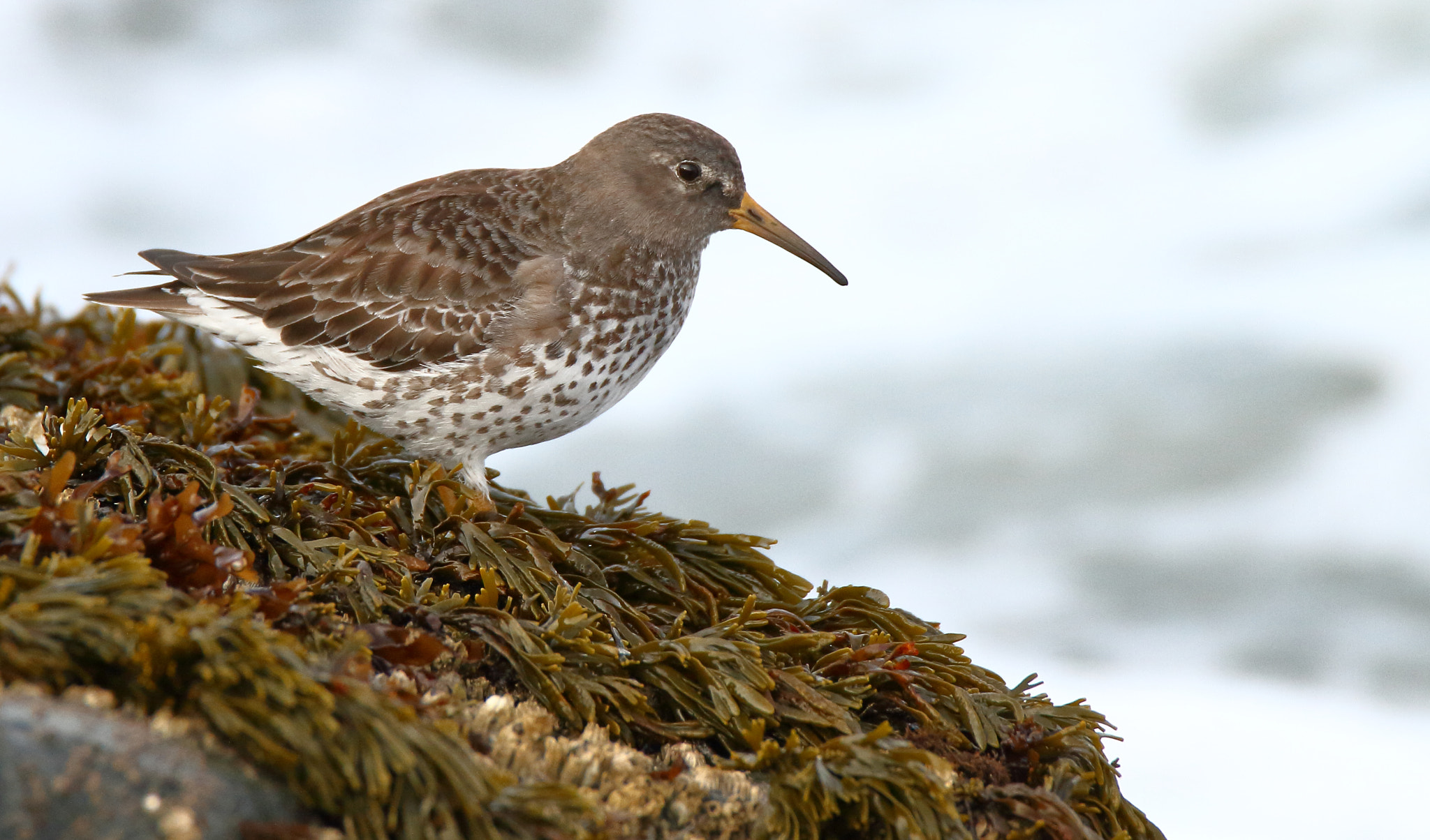 Tamron SP 150-600mm F5-6.3 Di VC USD sample photo. Rock sandpiper photography