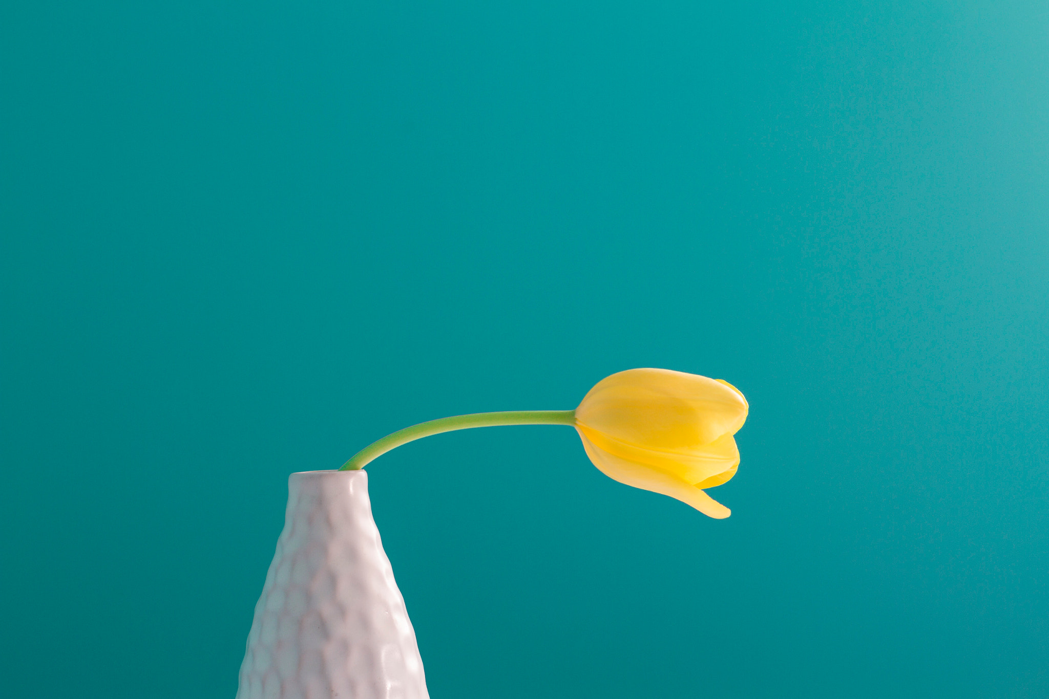 ZEISS Planar T* 50mm F1.4 sample photo. Tulip photography
