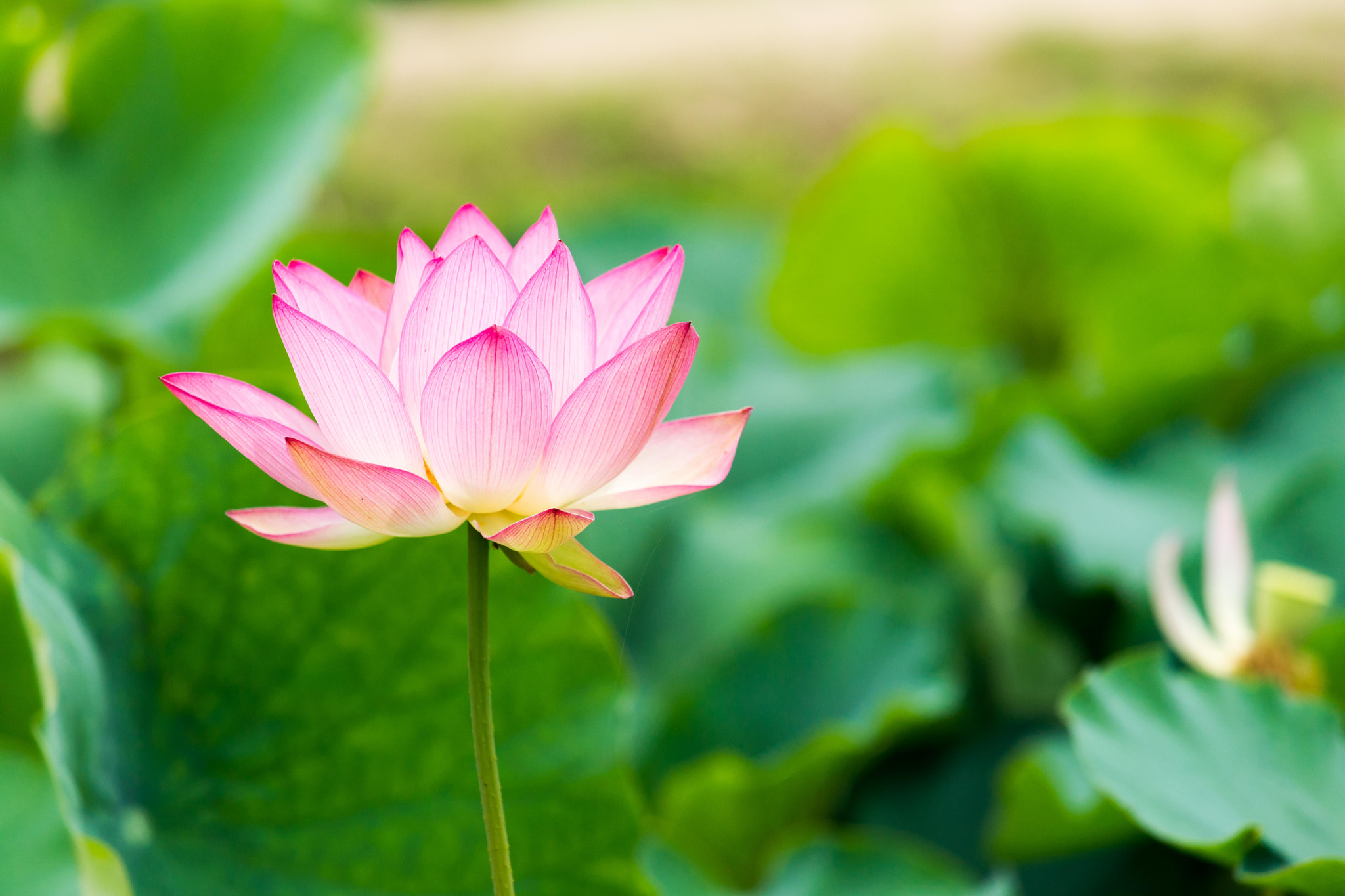 Sony Alpha DSLR-A850 + Minolta/Sony AF 70-200mm F2.8 G sample photo. 연꽃.. photography