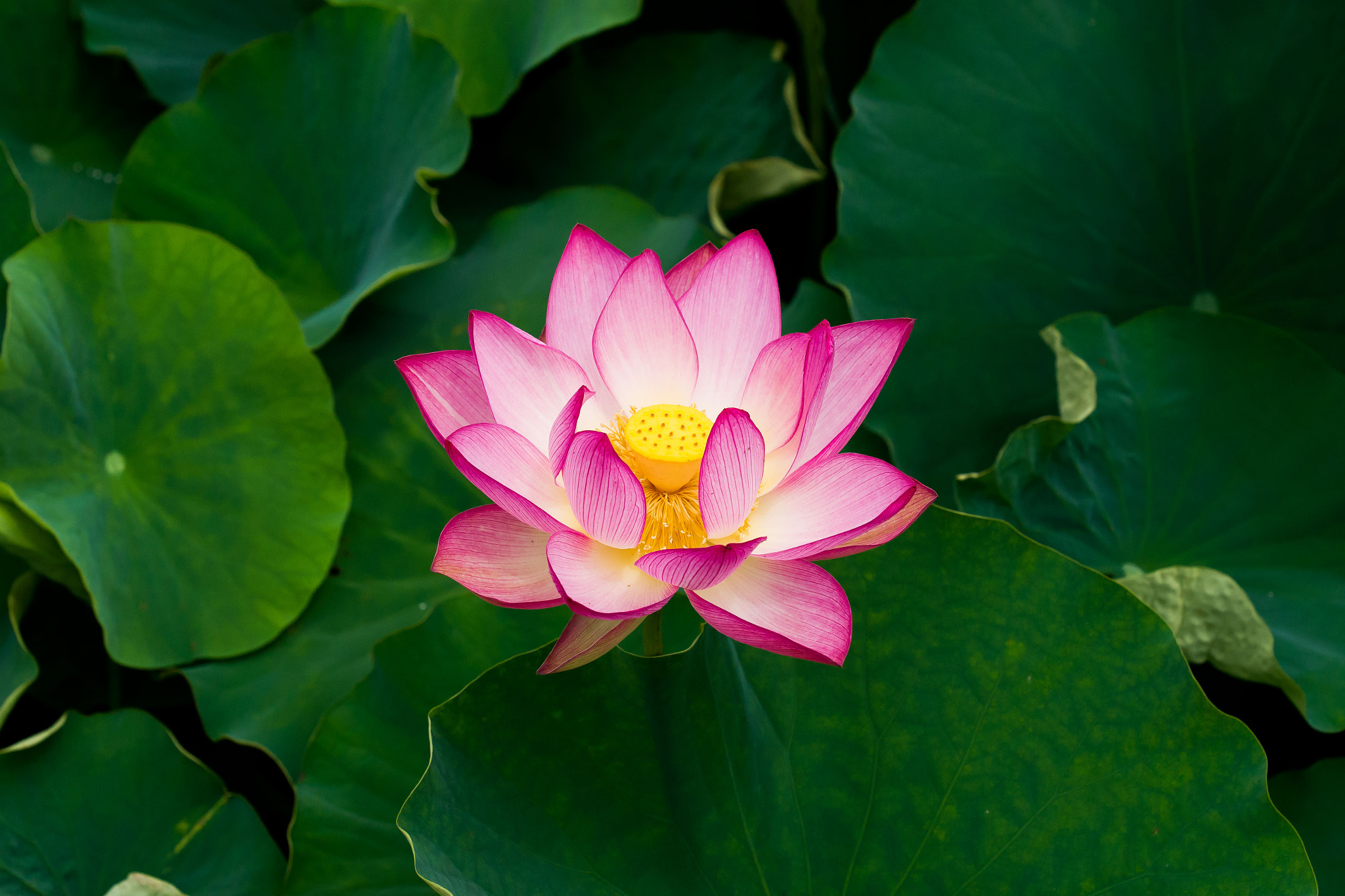 Sony Alpha DSLR-A850 + Minolta/Sony AF 70-200mm F2.8 G sample photo. 연꽃 photography