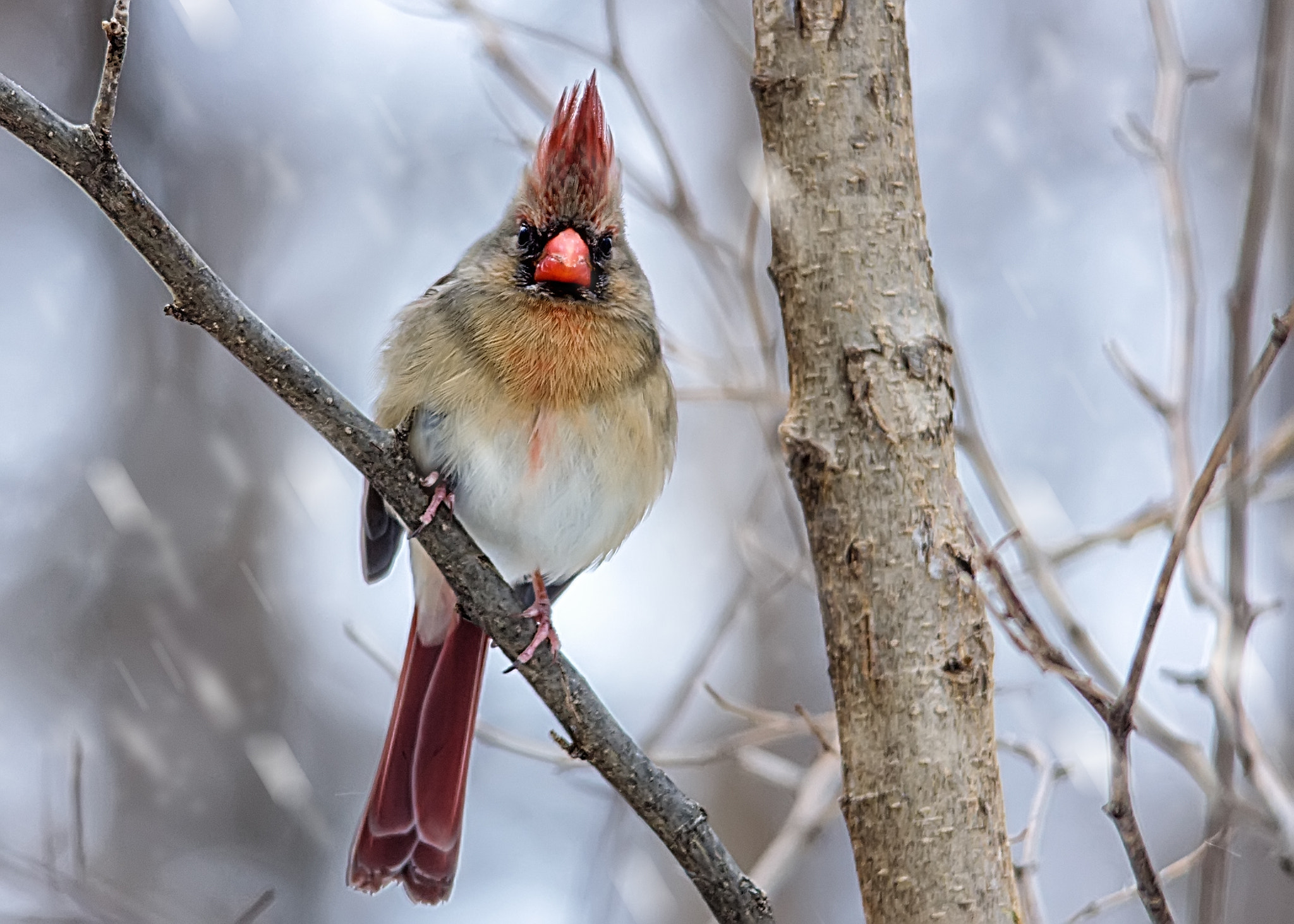 Canon EOS 60D + Sigma 150-500mm F5-6.3 DG OS HSM sample photo. Northern cardinal photography