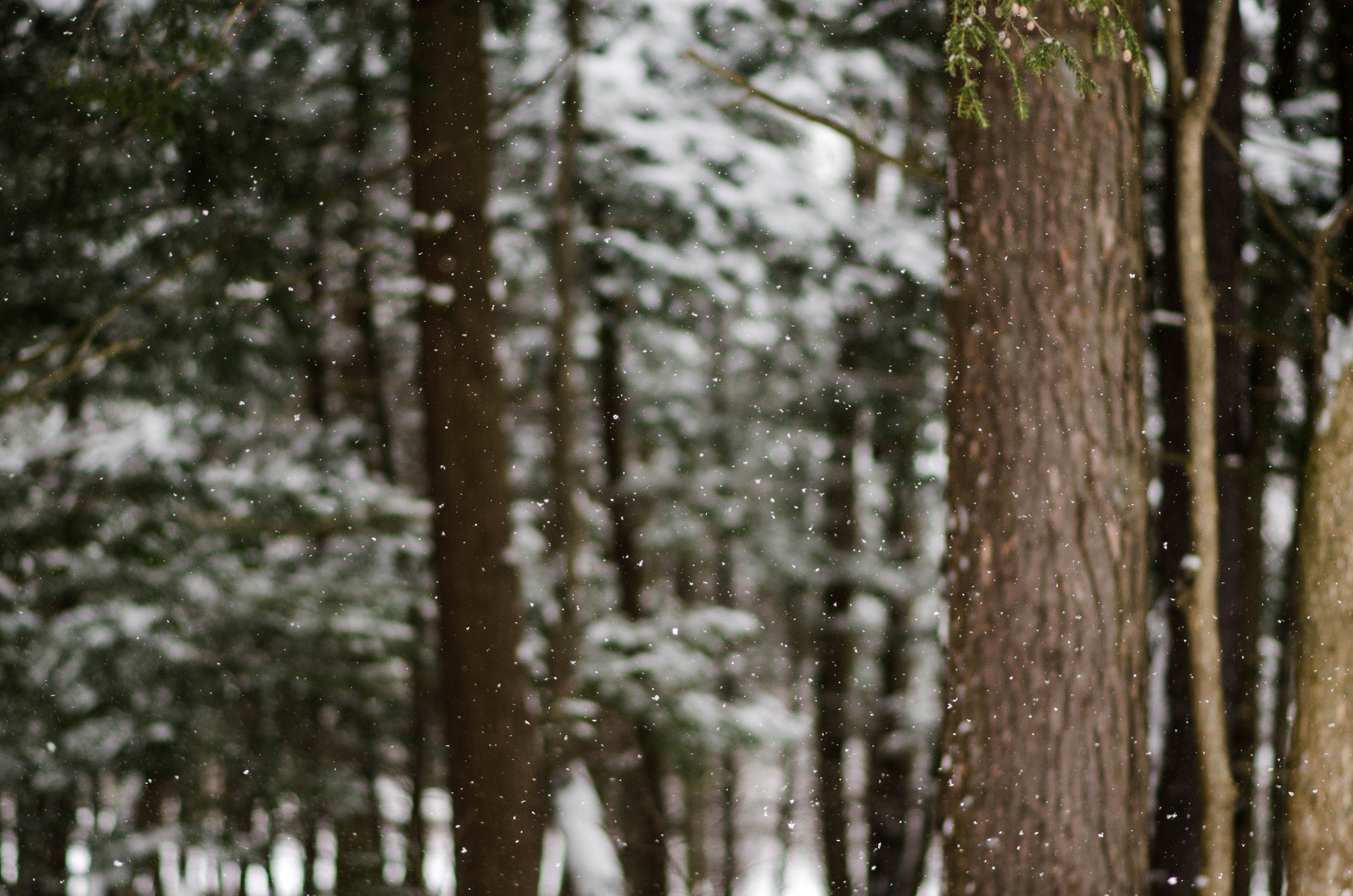 Nikon D7000 + Nikon AF-S Nikkor 85mm F1.8G sample photo. It's snowing! photography