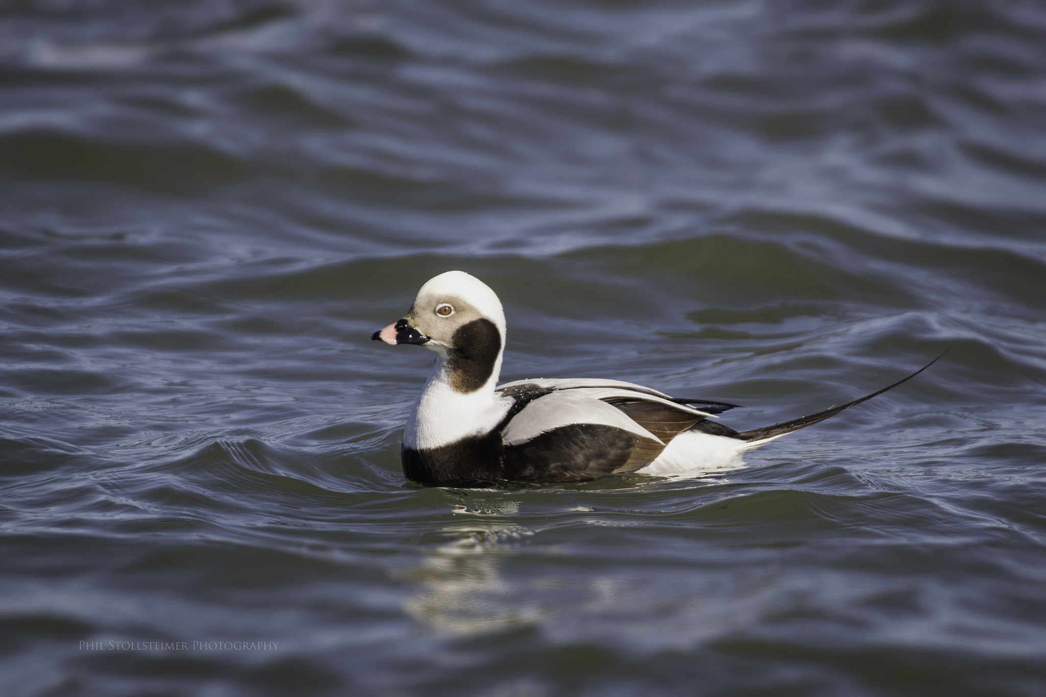 Canon EOS 7D Mark II + Sigma 50-500mm F4.5-6.3 DG OS HSM sample photo. Long-tailed duck photography