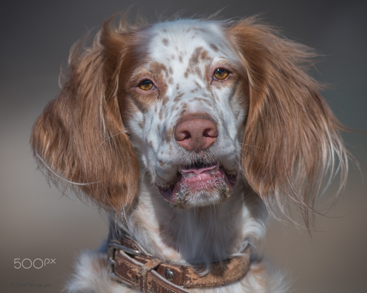 Nikon D810 + Nikon AF-S Nikkor 600mm F4G ED VR sample photo. English setter photography