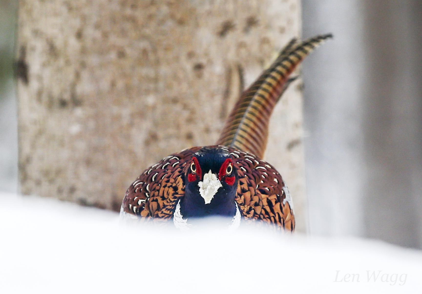 Canon EF 300mm F2.8L IS USM sample photo. You looking at me? photography
