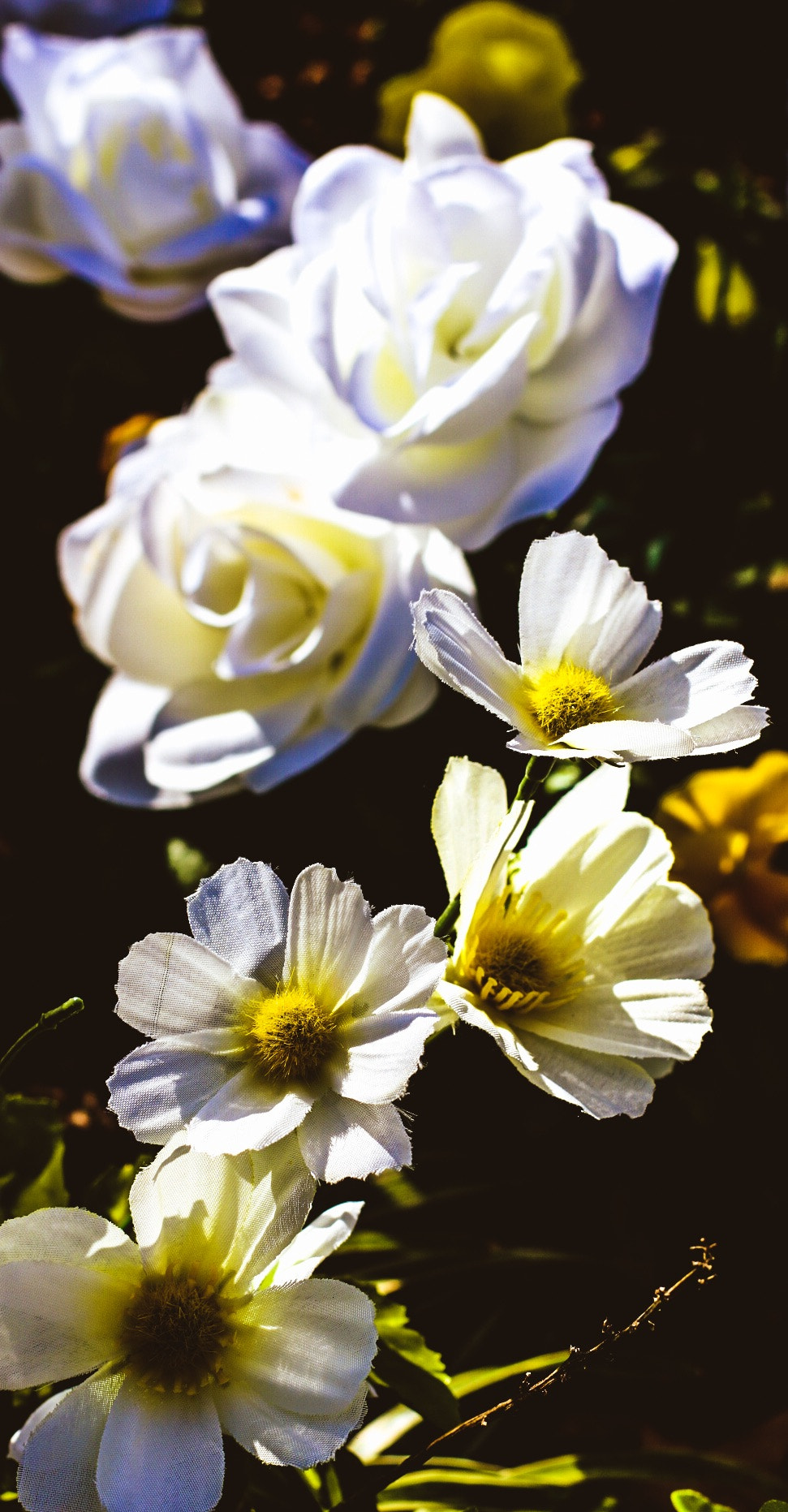 Canon EF 50mm F1.4 USM sample photo