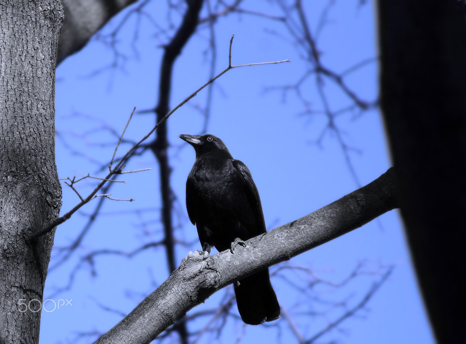 Sony 75-300mm F4.5-5.6 sample photo. Crow photography
