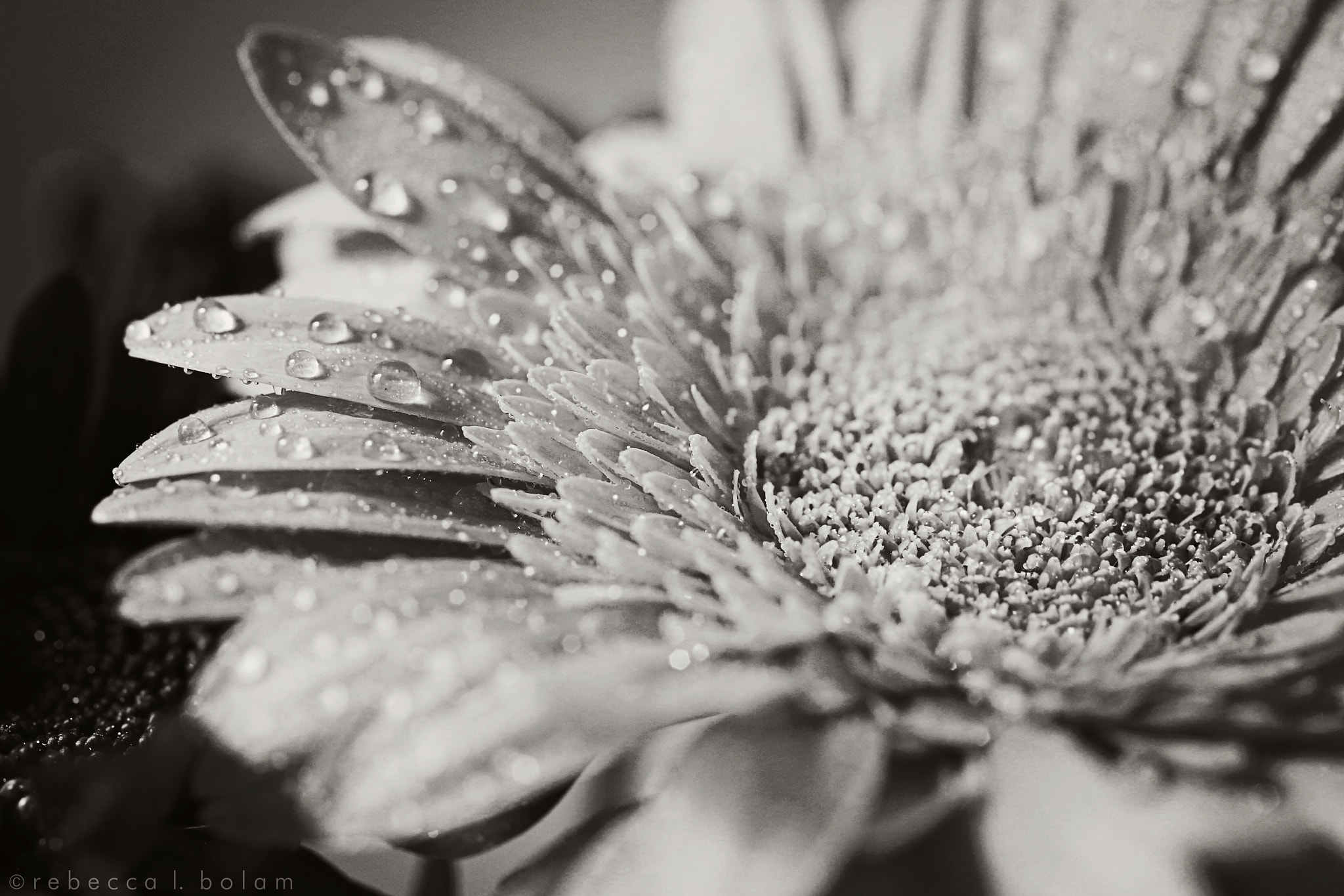 Canon EOS 6D + Canon EF 50mm F2.5 Macro sample photo. Flower and droplets in b&w photography