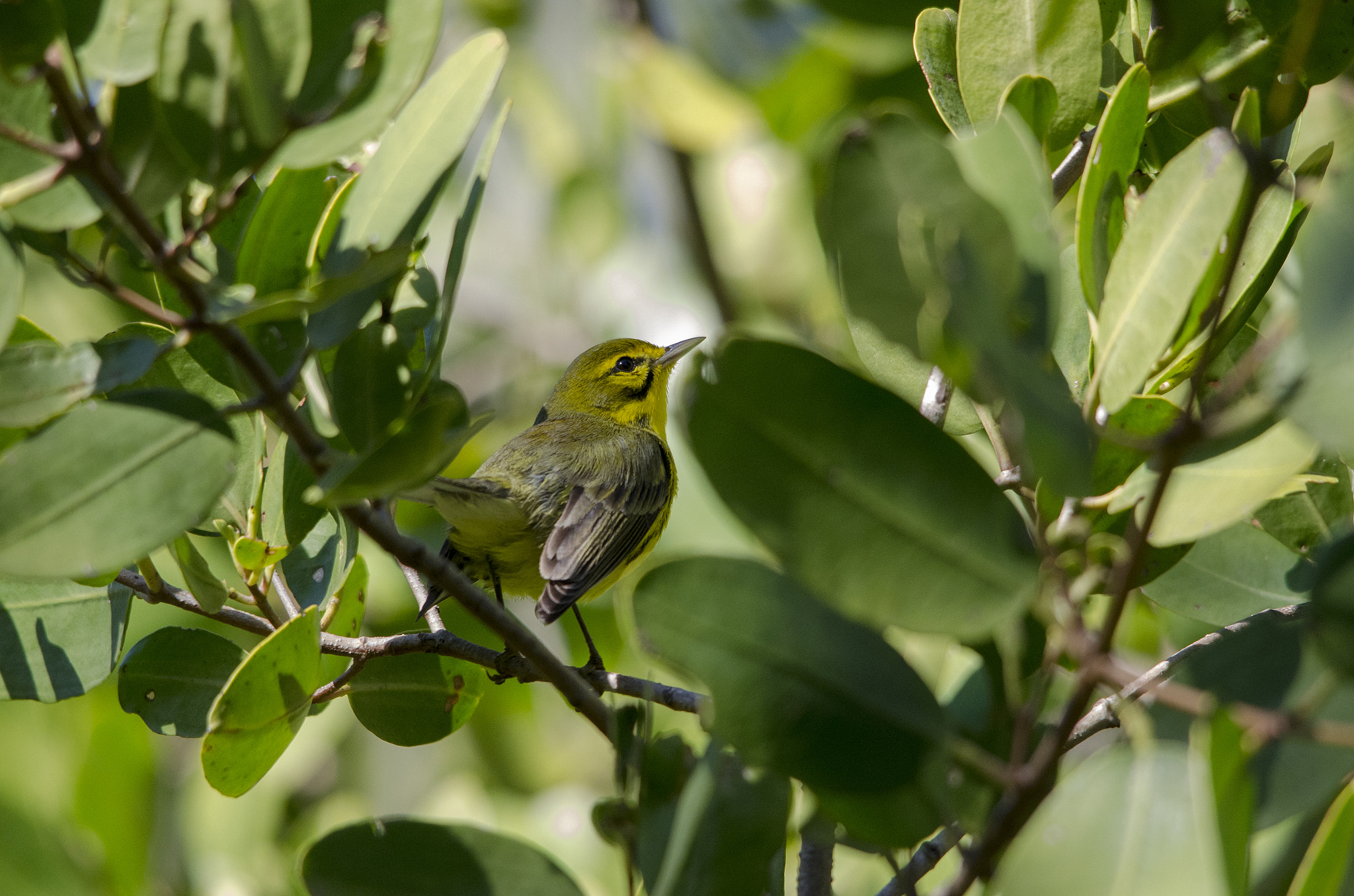 Sigma 150-500mm F5-6.3 DG OS HSM sample photo. Prairie warbler photography