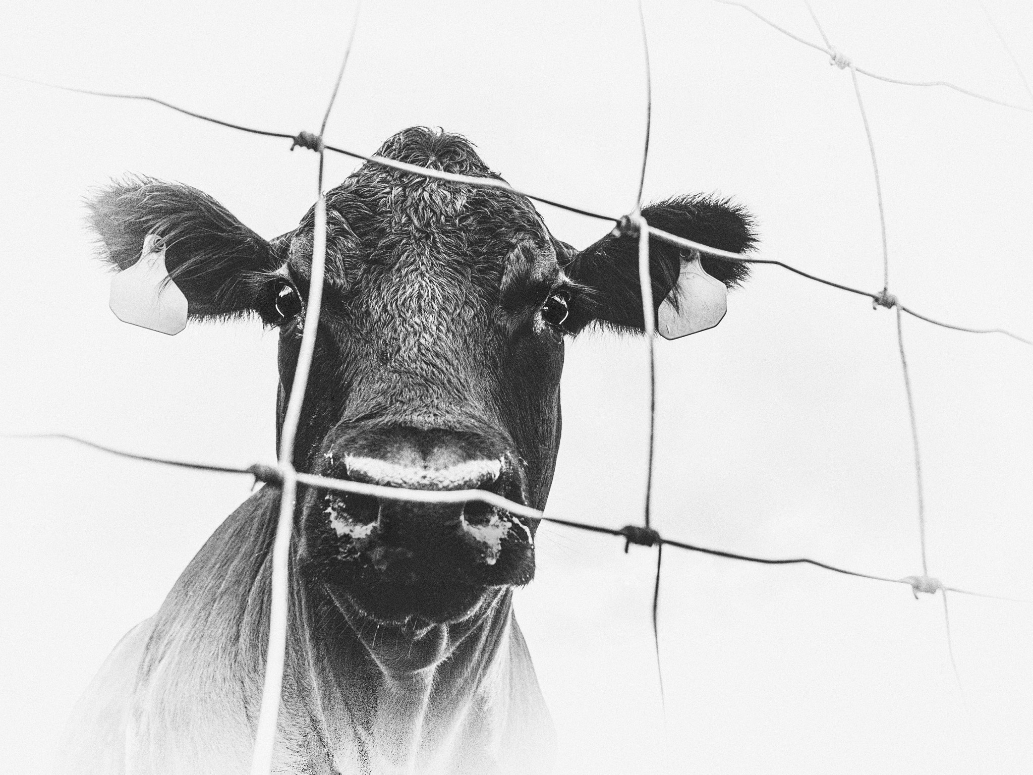 Olympus OM-D E-M10 II sample photo. Black cow and wire fence photography